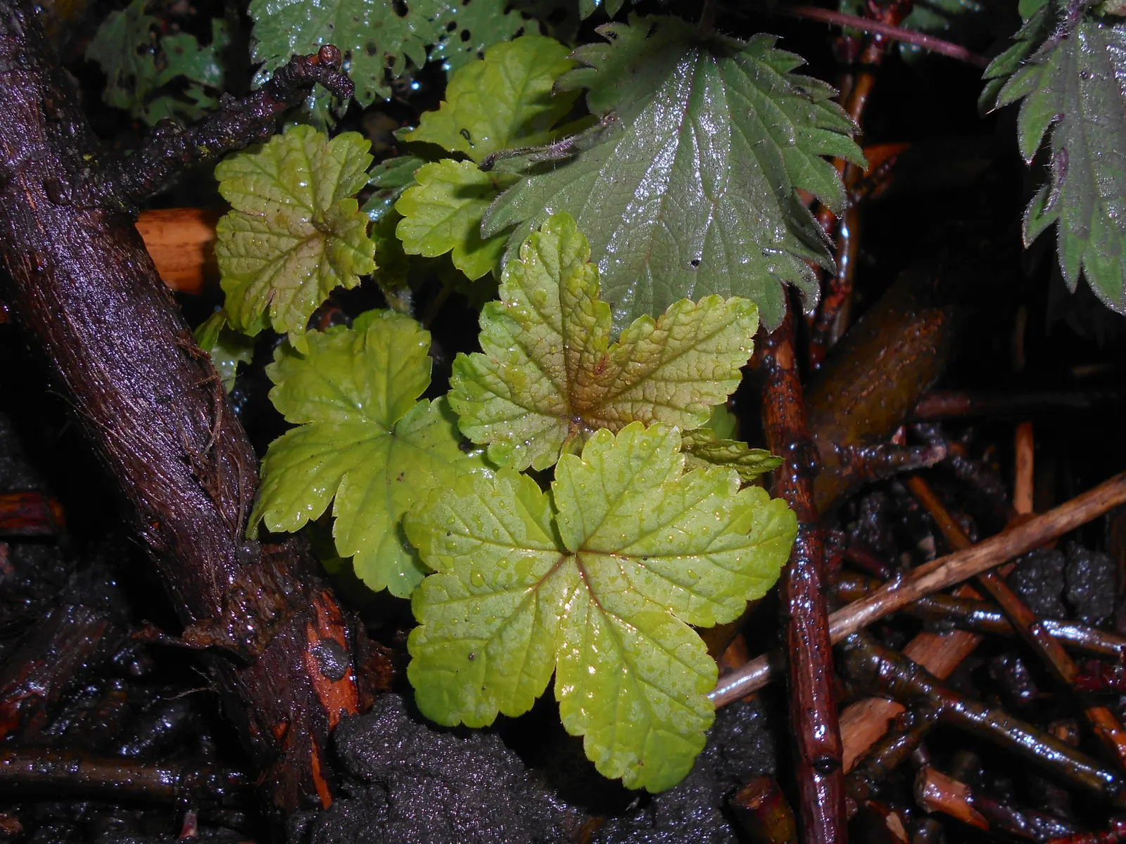 Blackcurrant (Ribes Nigrum) — Blackcurrant (Ribes nigrum) is a deciduous shrub
