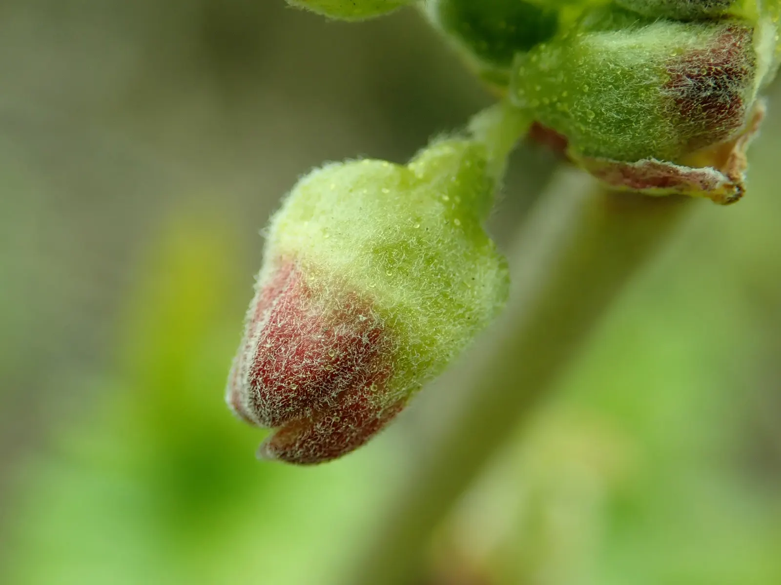 Blackcurrant (Ribes Nigrum) — shrub for half or shade