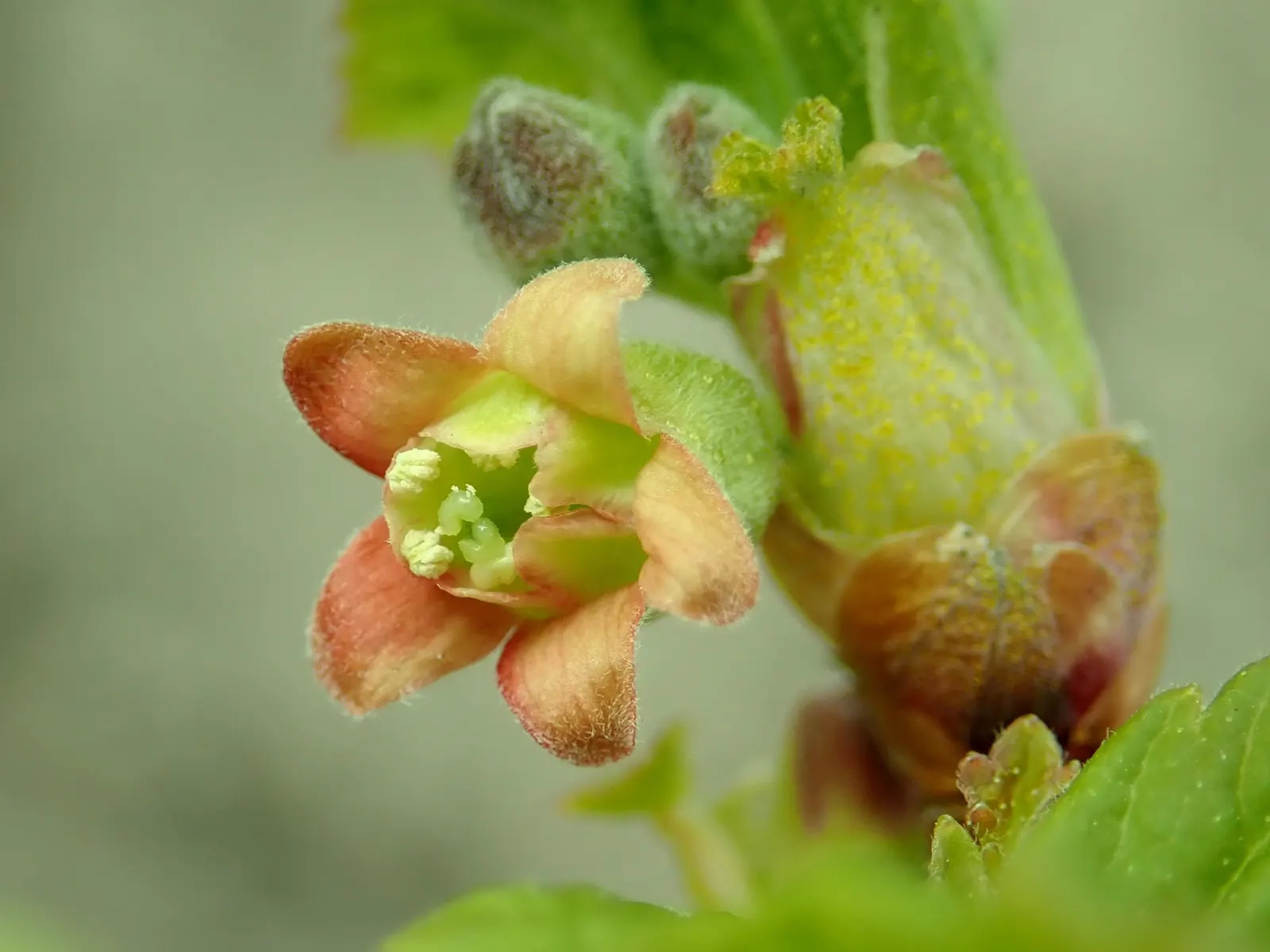 Blackcurrant (Ribes Nigrum) — clustered flowers blossom in colors of greenish-yellow