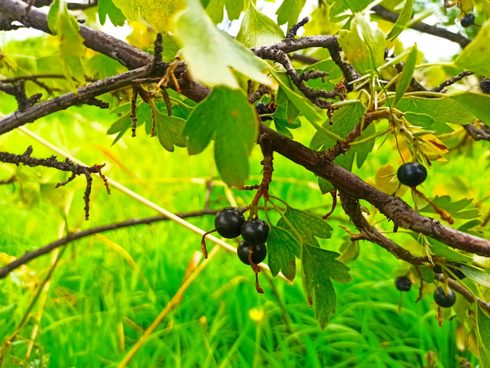 Blackcurrant (Ribes Nigrum) — Typically attaining a mature height of 4 to 6 feet with a similar spread; red flowers in the garden