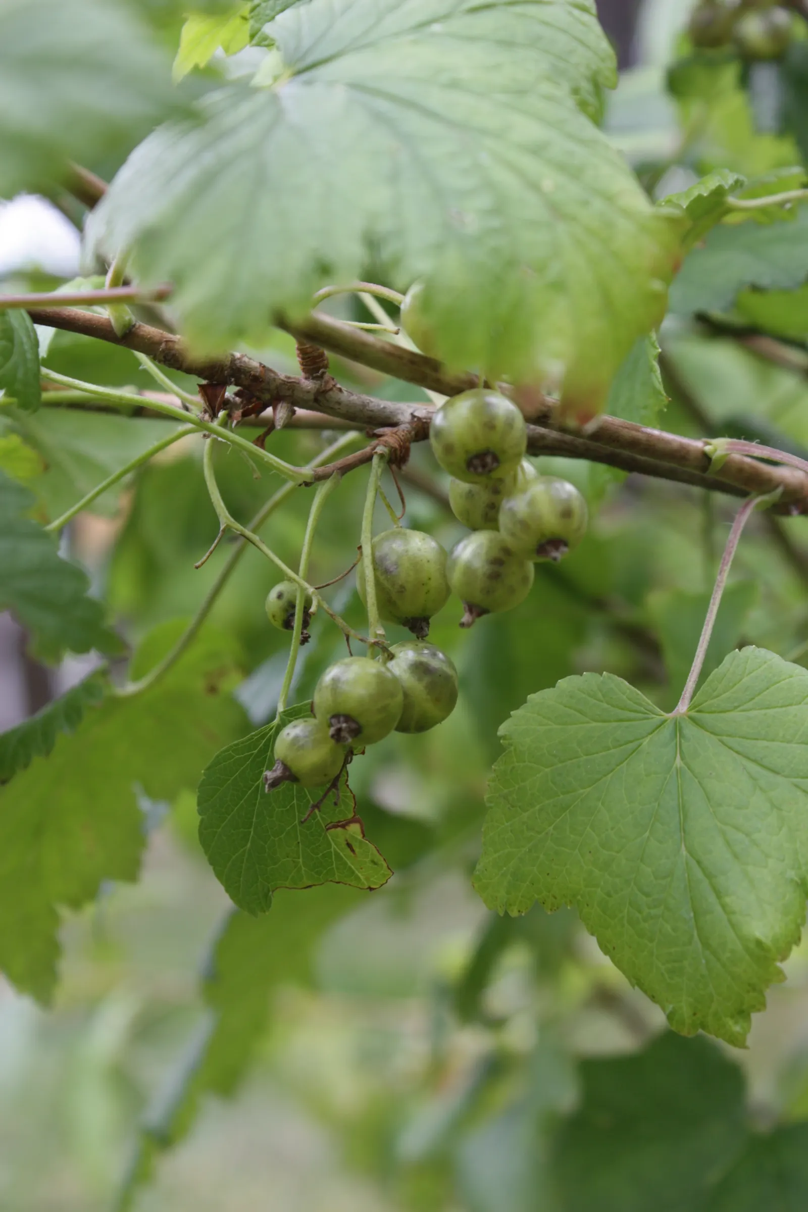 Blackcurrant (Ribes Nigrum) — often utilized in culinary creations.<br><br>Blackcurrants thrive in well-drained; typically attaining a mature, image 61