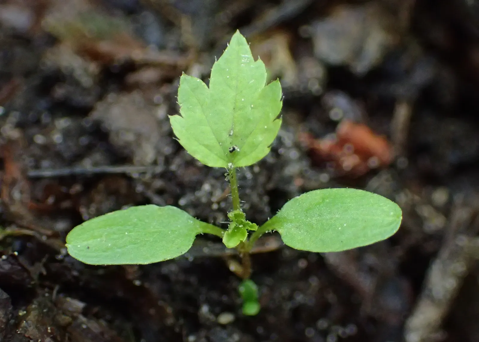 Blackcurrant (Ribes Nigrum) — their attractive foliage and seasonal changes provide ornamental interest throughout the growing season; shrub with red blooms