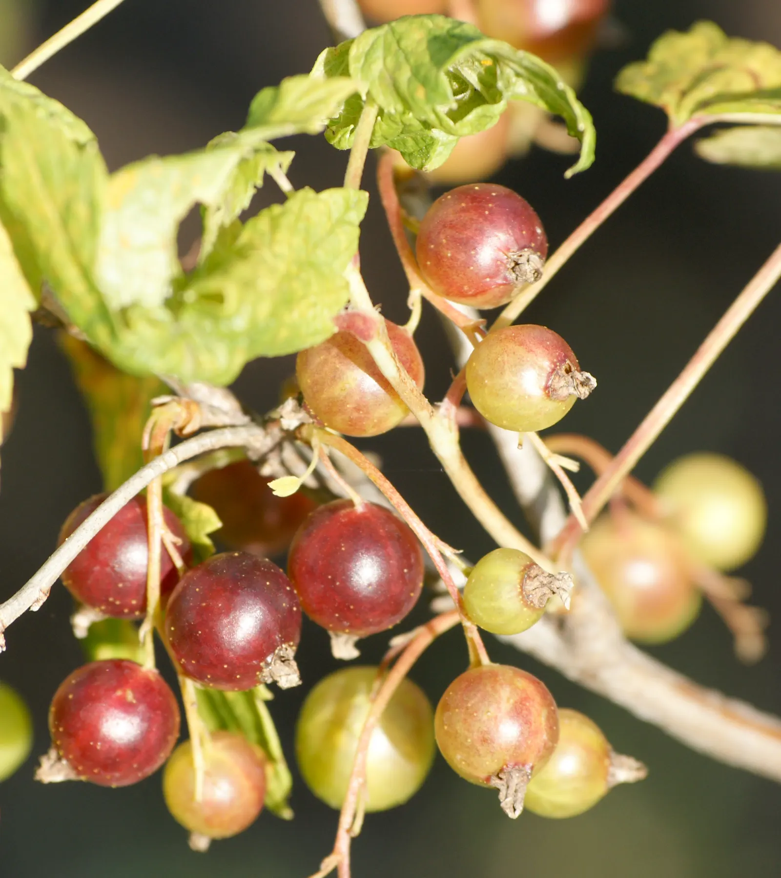 Blackcurrant (Ribes Nigrum) — is a perennial shrub renowned for its edible berries and ornamental qualities