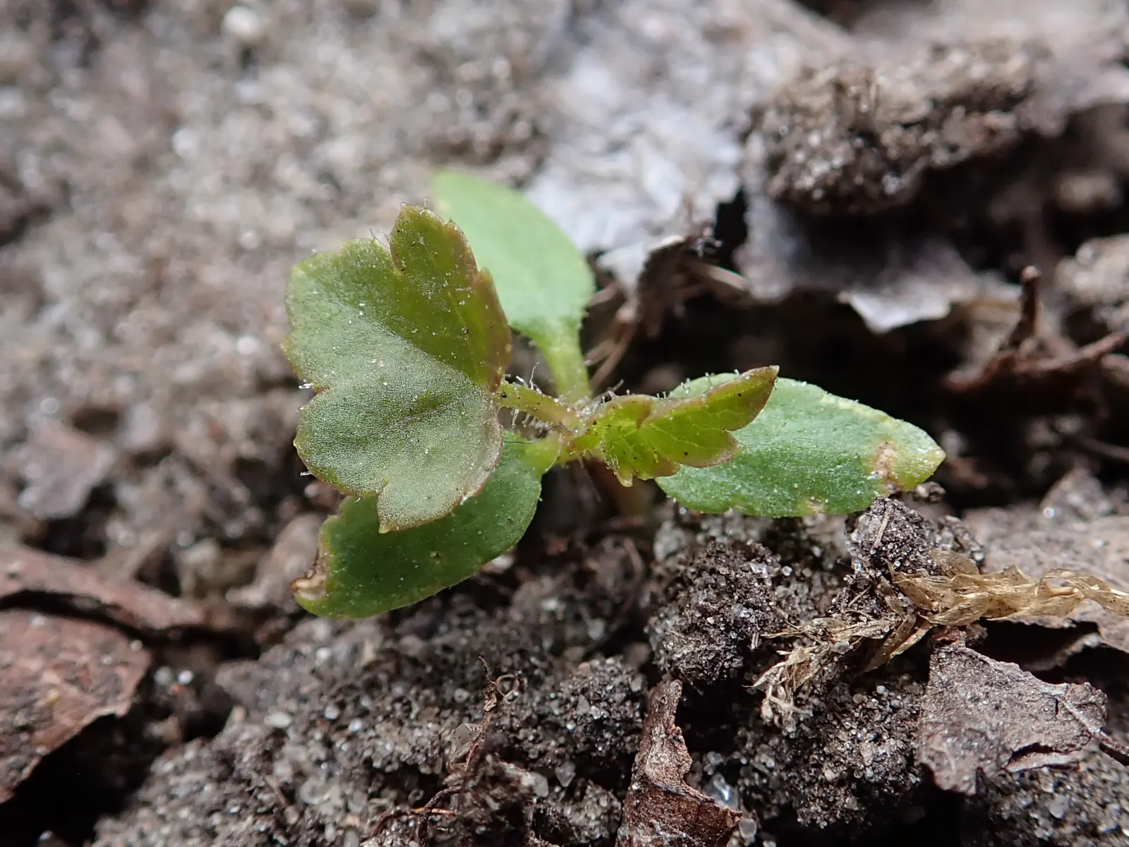 Blackcurrant (Ribes Nigrum) — Blackcurrant (Ribes nigrum) is a deciduous shrub; known for clusters of aromatic