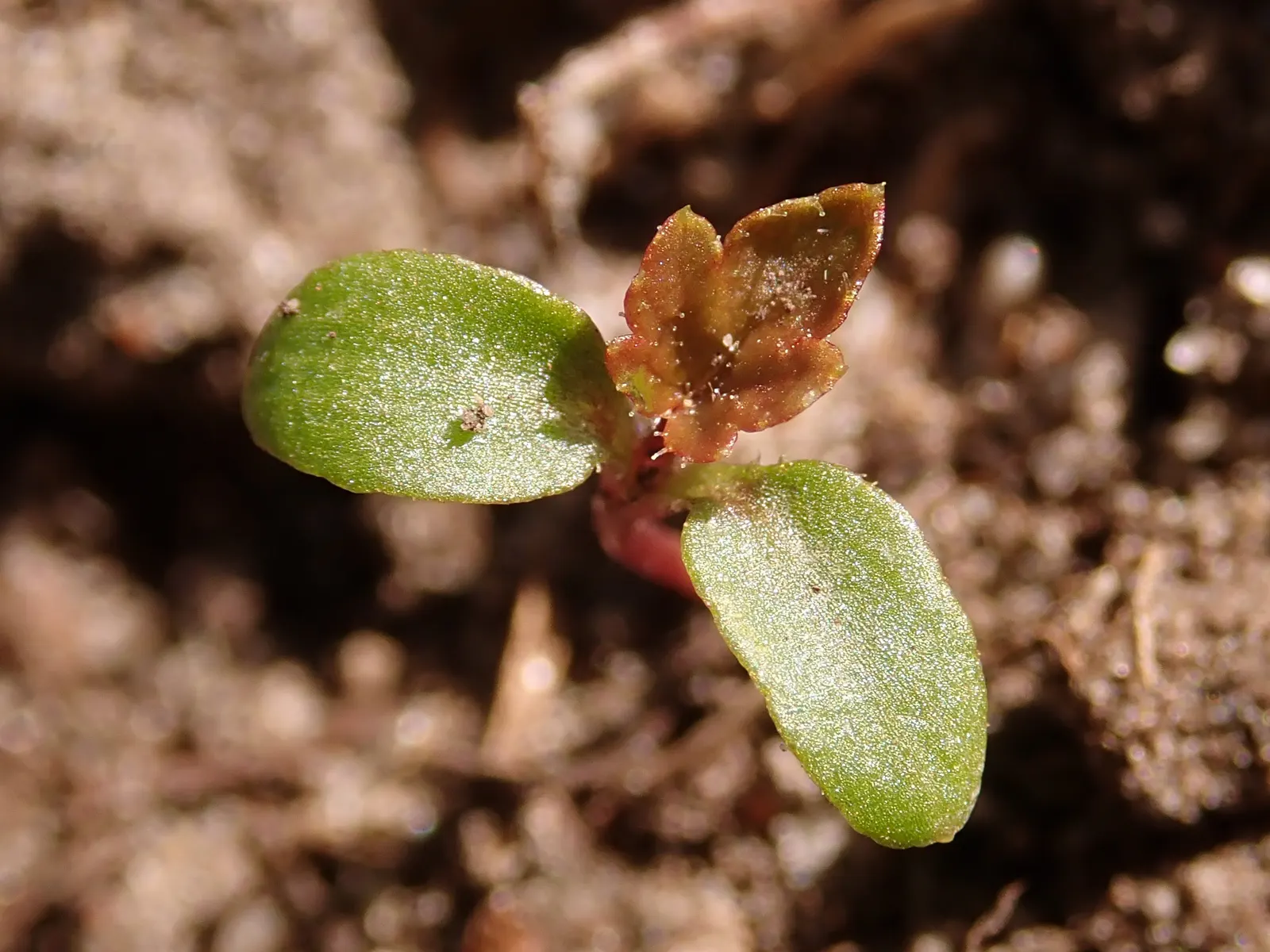 Blackcurrant (Ribes Nigrum) — Pruning is essential to maintain plant health, encourage airflow, and facilitate ample fruit production; blackcurrant (Ribes