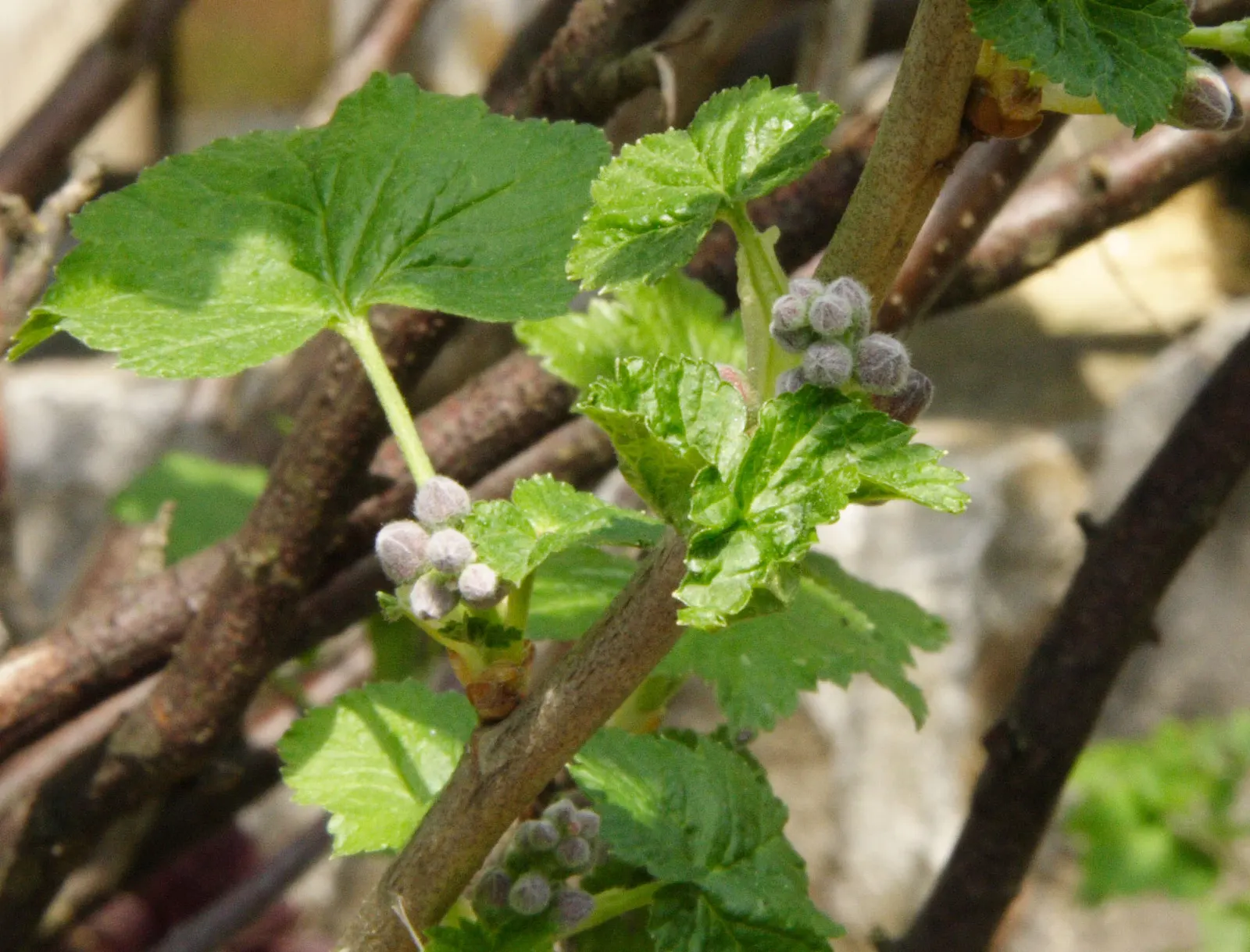 Blackcurrant (Ribes Nigrum) — Hardy in zones 3-8, it reaches up to 5 feet tall and wide