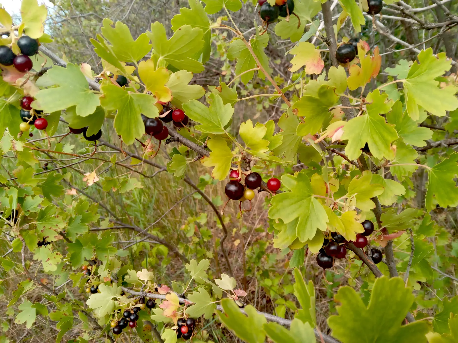 Blackcurrant (Ribes Nigrum) — often utilized in culinary creations.<br><br>Blackcurrants thrive in well-drained