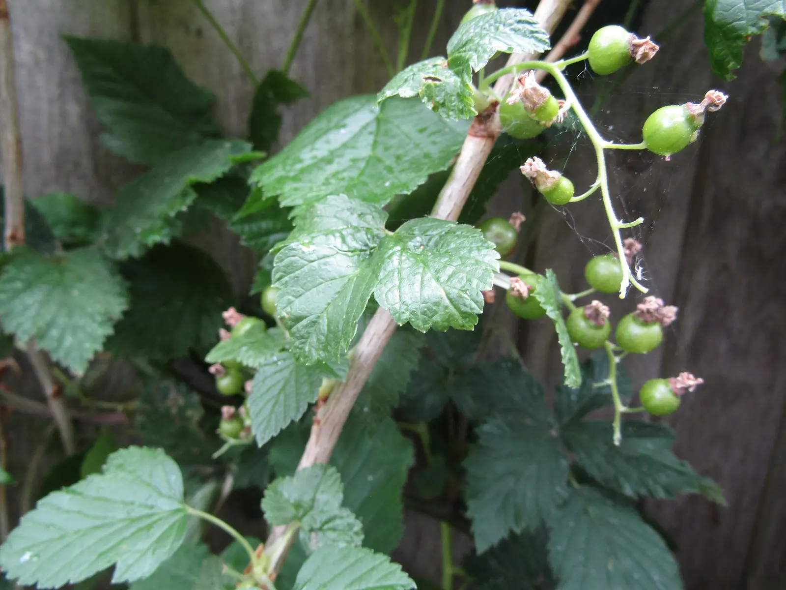 Blackcurrant (Ribes Nigrum) — The drooping strands of dark purple