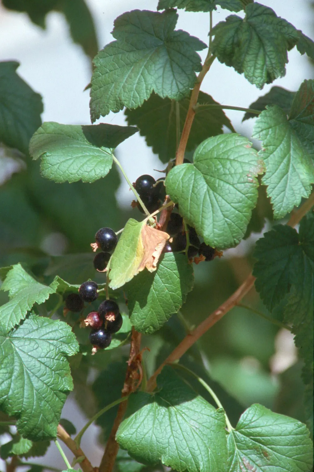 Blackcurrant (Ribes Nigrum) — Typically attaining a mature height of 4 to 6 feet with a similar spread