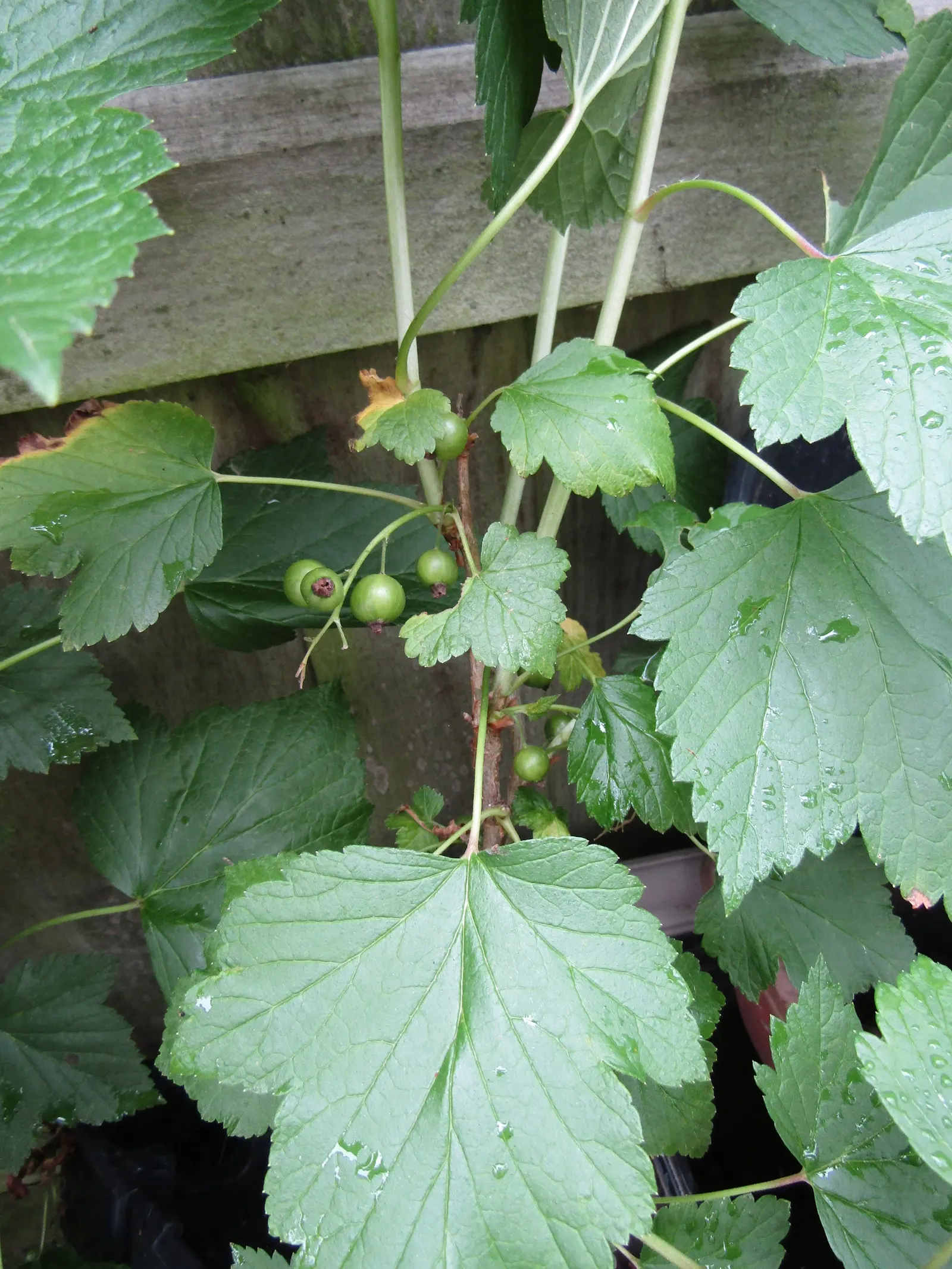 Blackcurrant (Ribes Nigrum) — red flowers in the garden