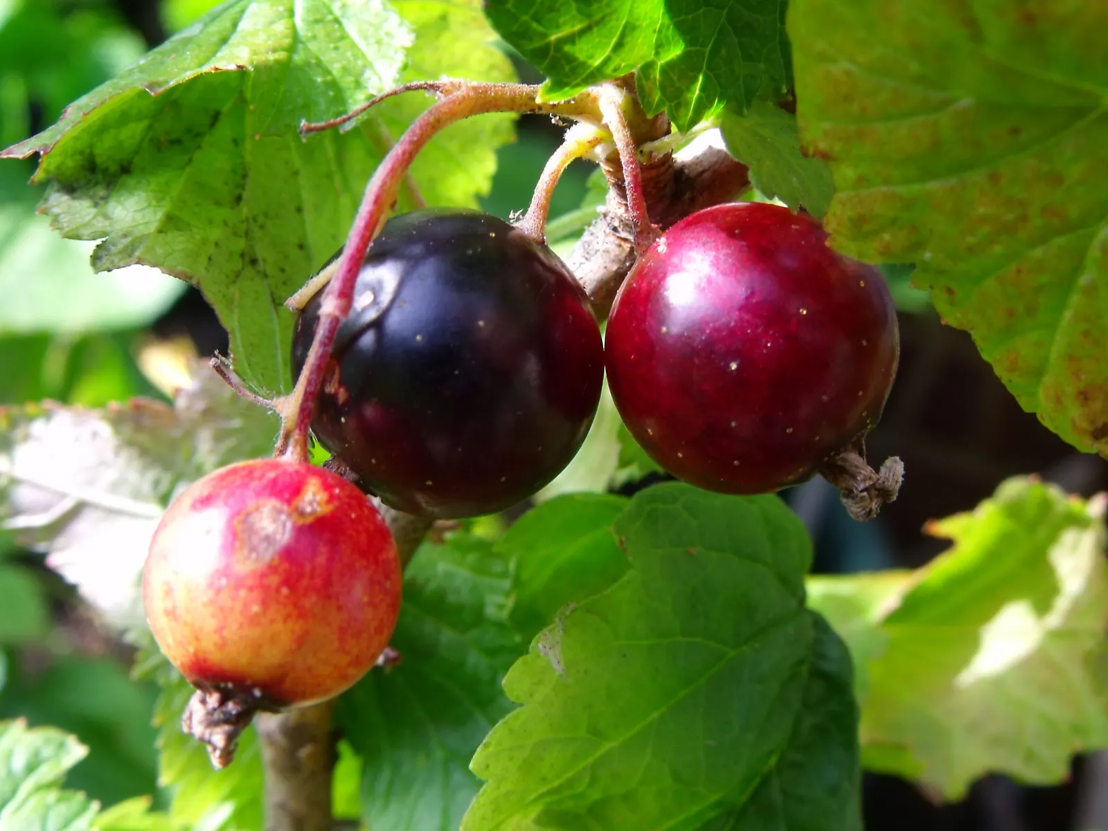 Blackcurrant (Ribes Nigrum) — It requires annual pruning to encourage productivity