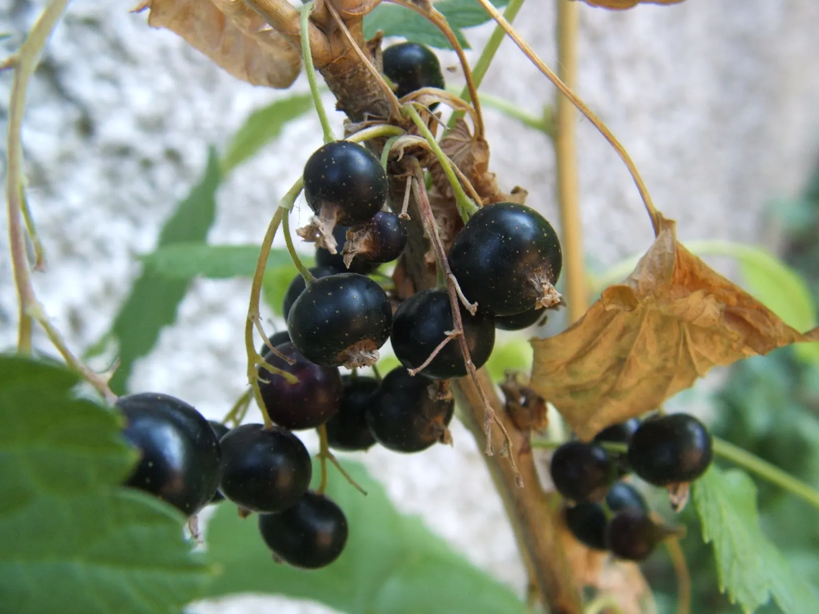 Blackcurrant (Ribes Nigrum) — making it an excellent choice for diverse landscape designs; the drooping strands of dark purple