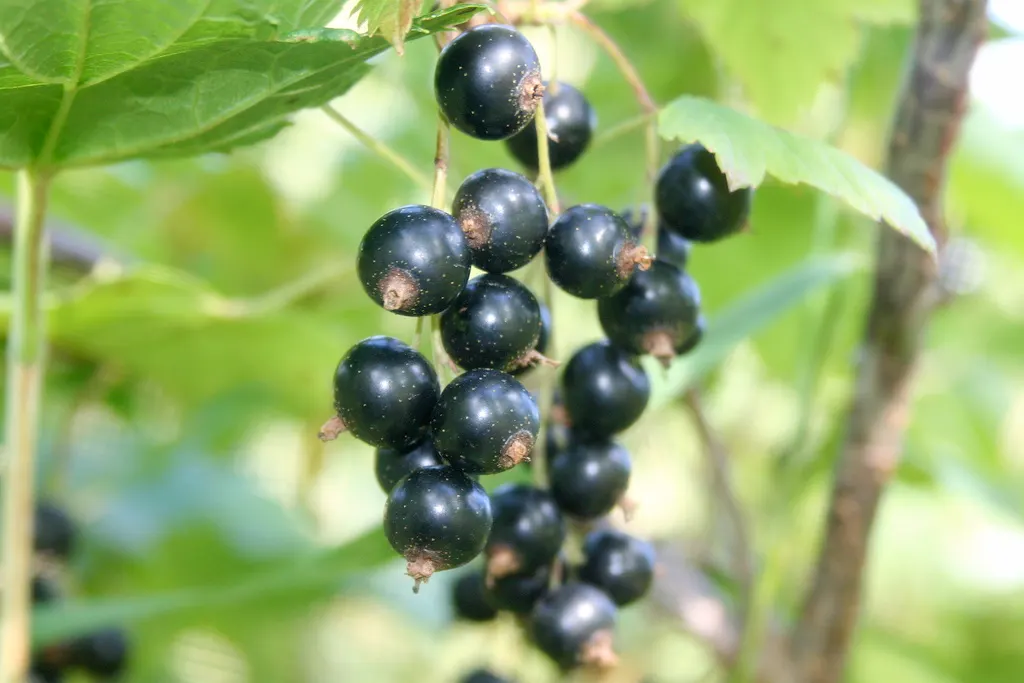 Blackcurrant (Ribes Nigrum) — and late spring blooms attracting pollinators; making it an excellent choice for diverse landscape designs