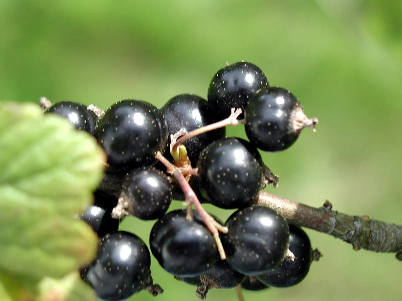 Blackcurrant (Ribes Nigrum) — shrub with red blooms