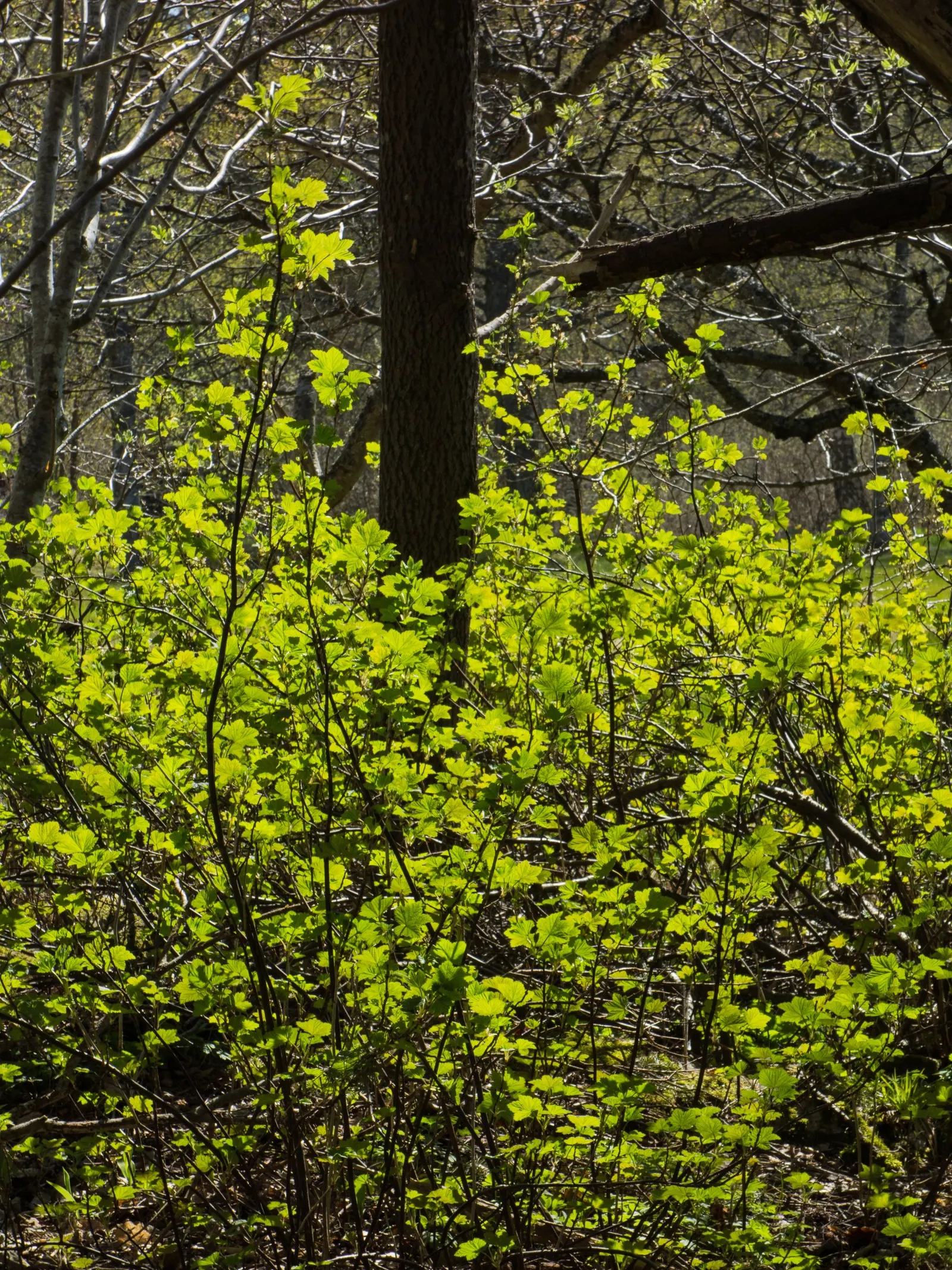 Blackcurrant (Ribes Nigrum) — fertile soil and benefit from full sun to partial shade exposure; pruning is essential to maintain plant health, encourage