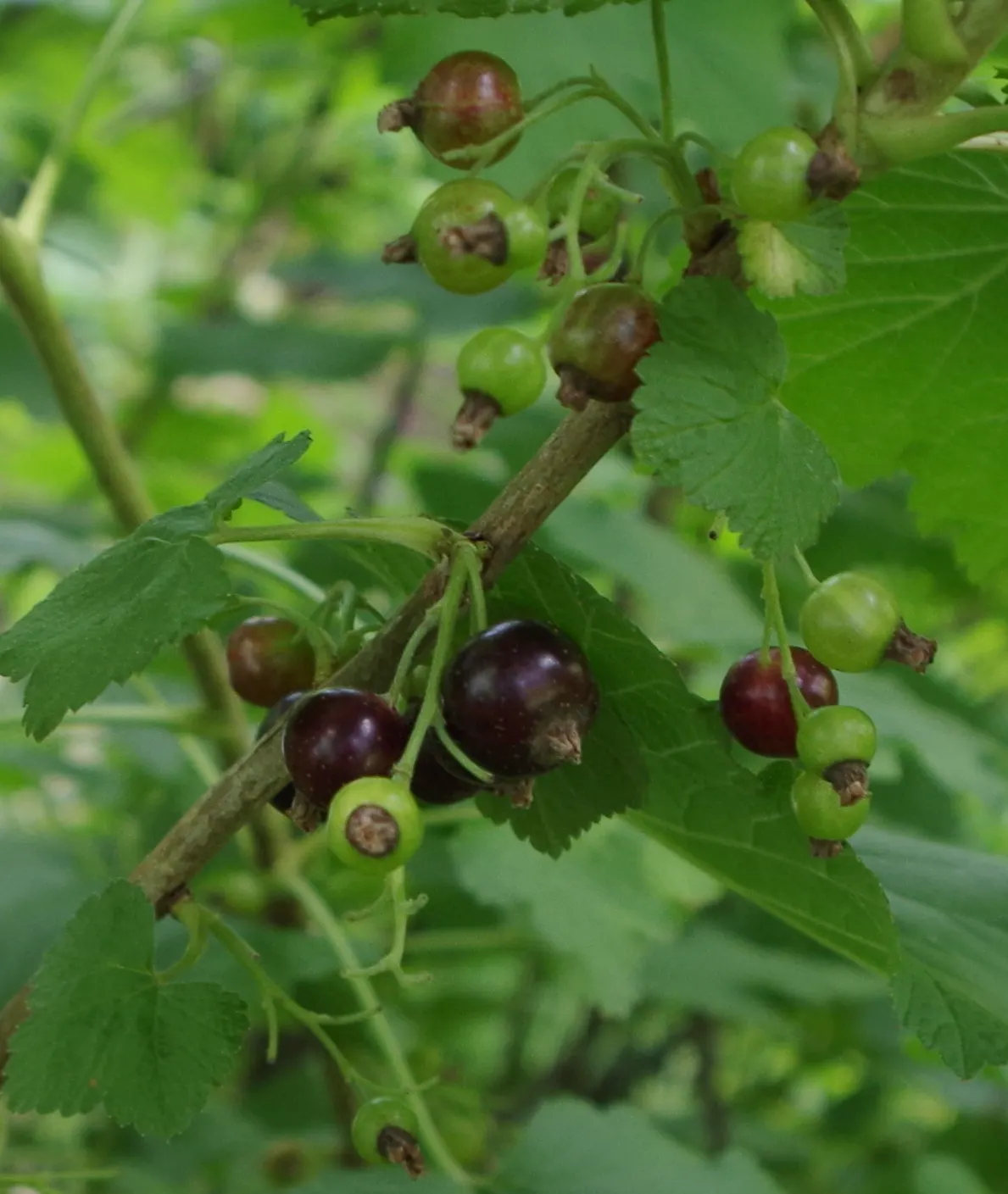 Blackcurrant (Ribes Nigrum) — their attractive foliage and seasonal changes provide ornamental interest throughout the growing season