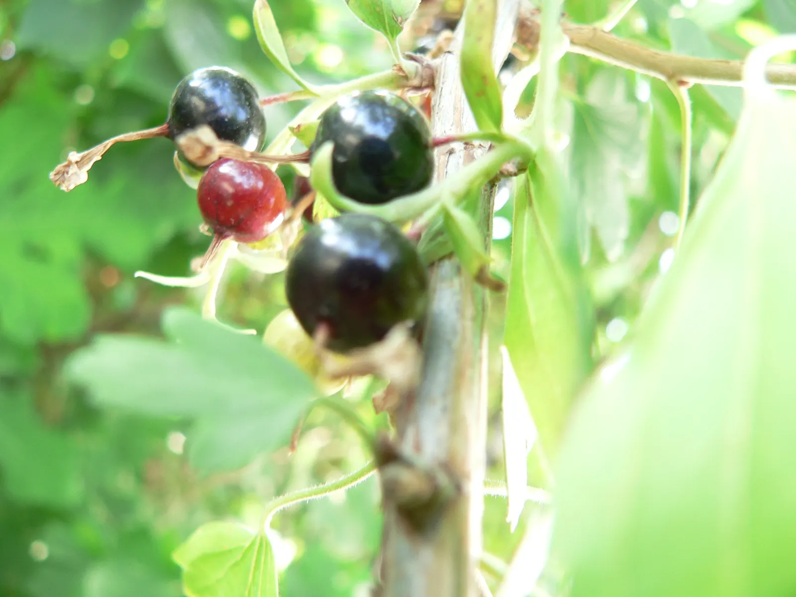 Blackcurrant (Ribes Nigrum) — where their unique flavor and high nutritive value can be readily enjoyed; often utilized in culinary