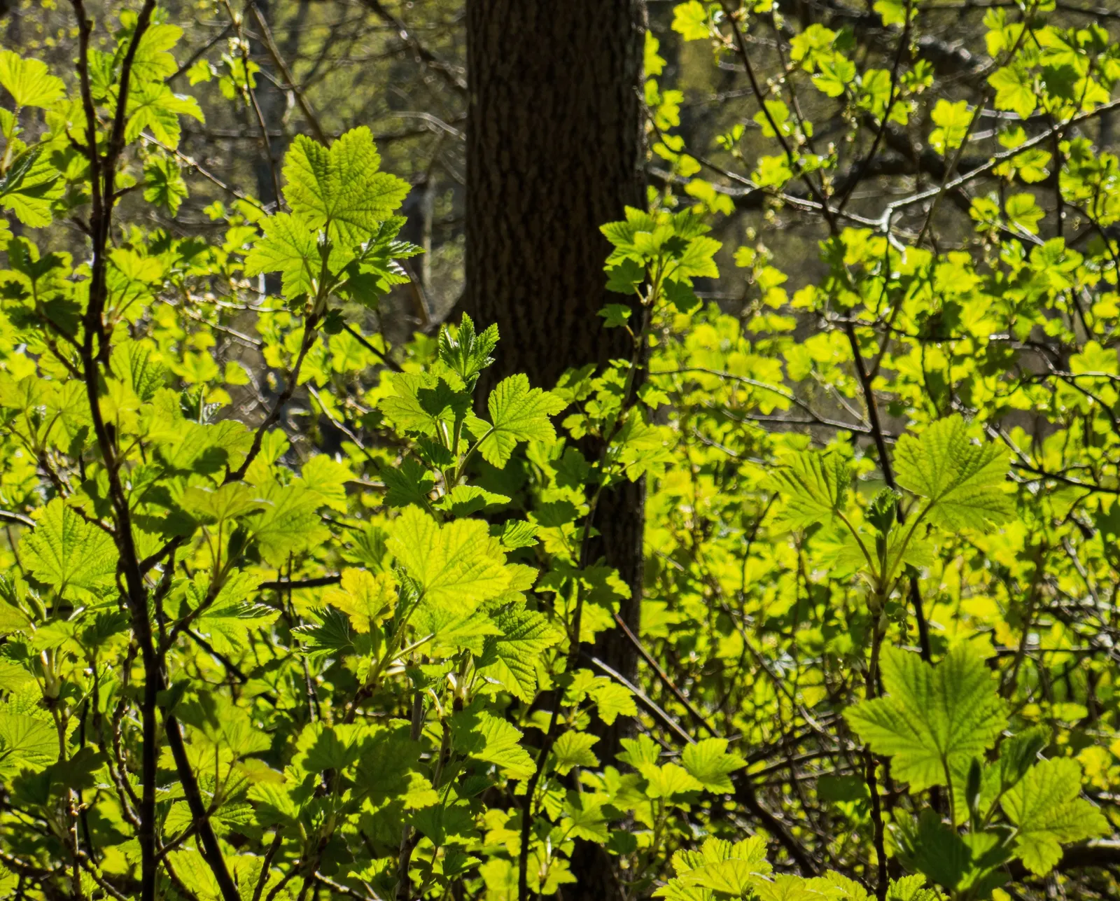 Blackcurrant (Ribes Nigrum) — well-drained soil with a preference for full sun to part shade; and release a distinctive aroma when crushed, image 48
