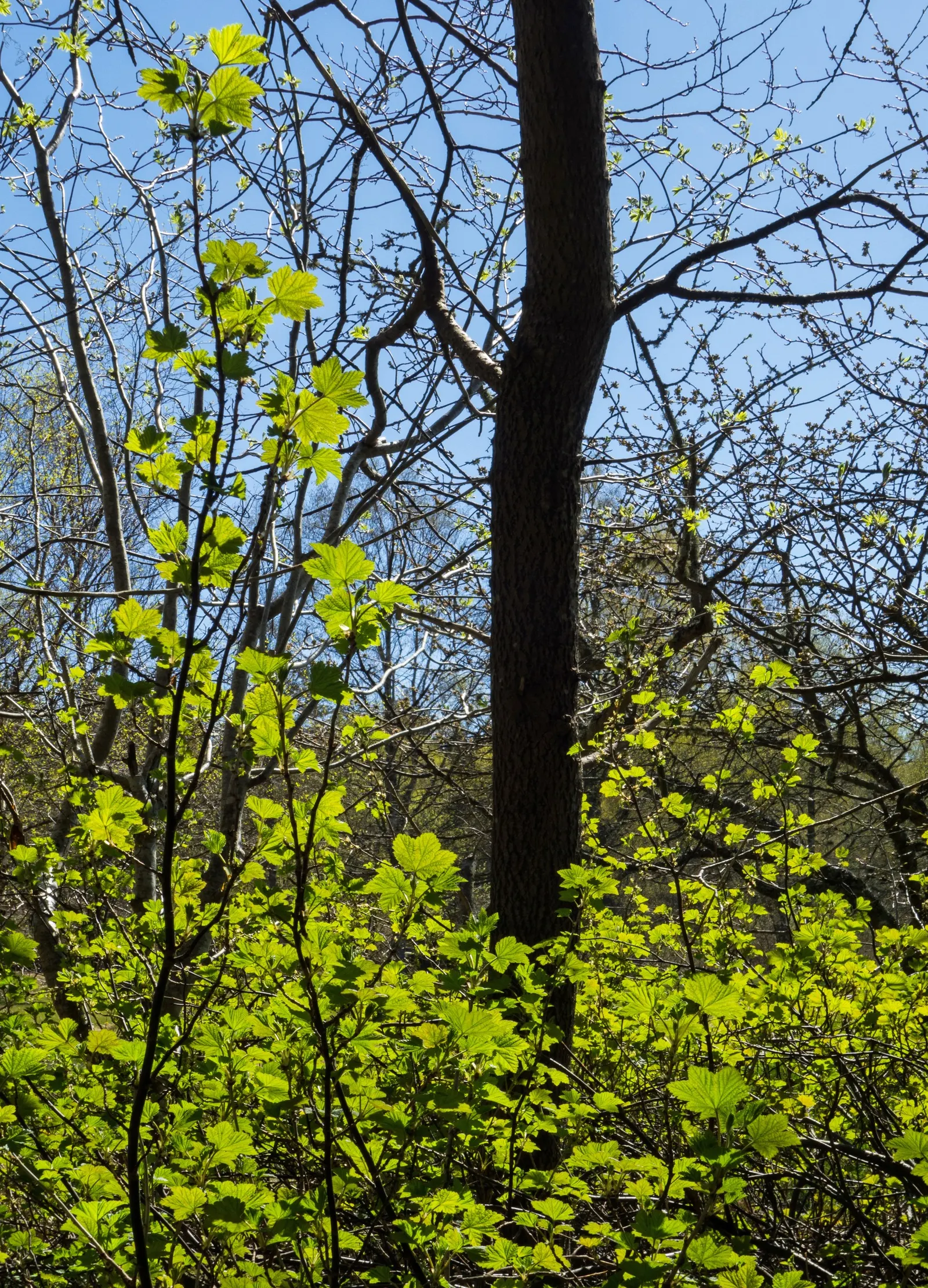 Blackcurrant (Ribes Nigrum) — and late spring blooms attracting pollinators