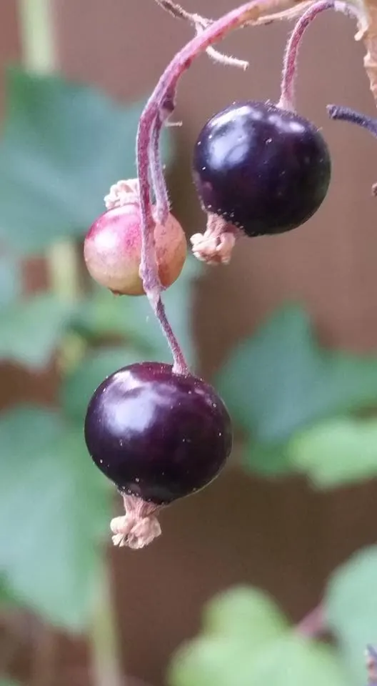 Blackcurrant (Ribes Nigrum) — making it an excellent choice for diverse landscape designs; the drooping strands of dark purple, image 55