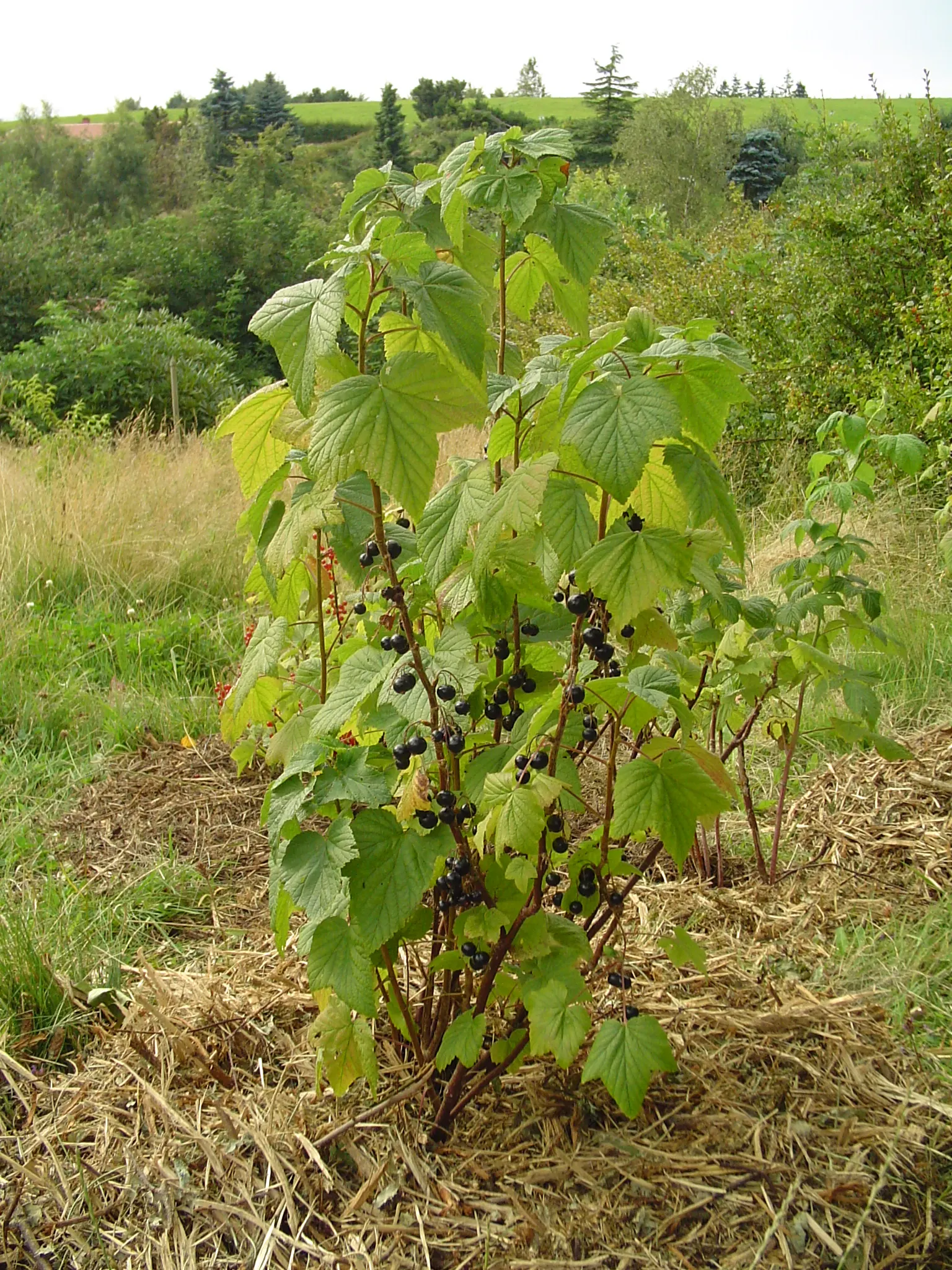 Blackcurrant (Ribes Nigrum) — and release a distinctive aroma when crushed; and late spring blooms attracting pollinators, image 57