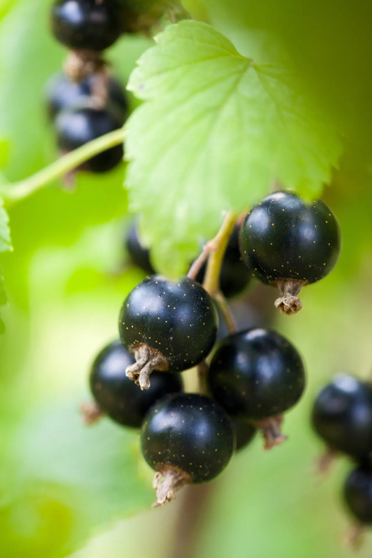 Blackcurrant (Ribes Nigrum) — Known for clusters of aromatic; well-drained soil with a preference for full sun to part shade, image 50