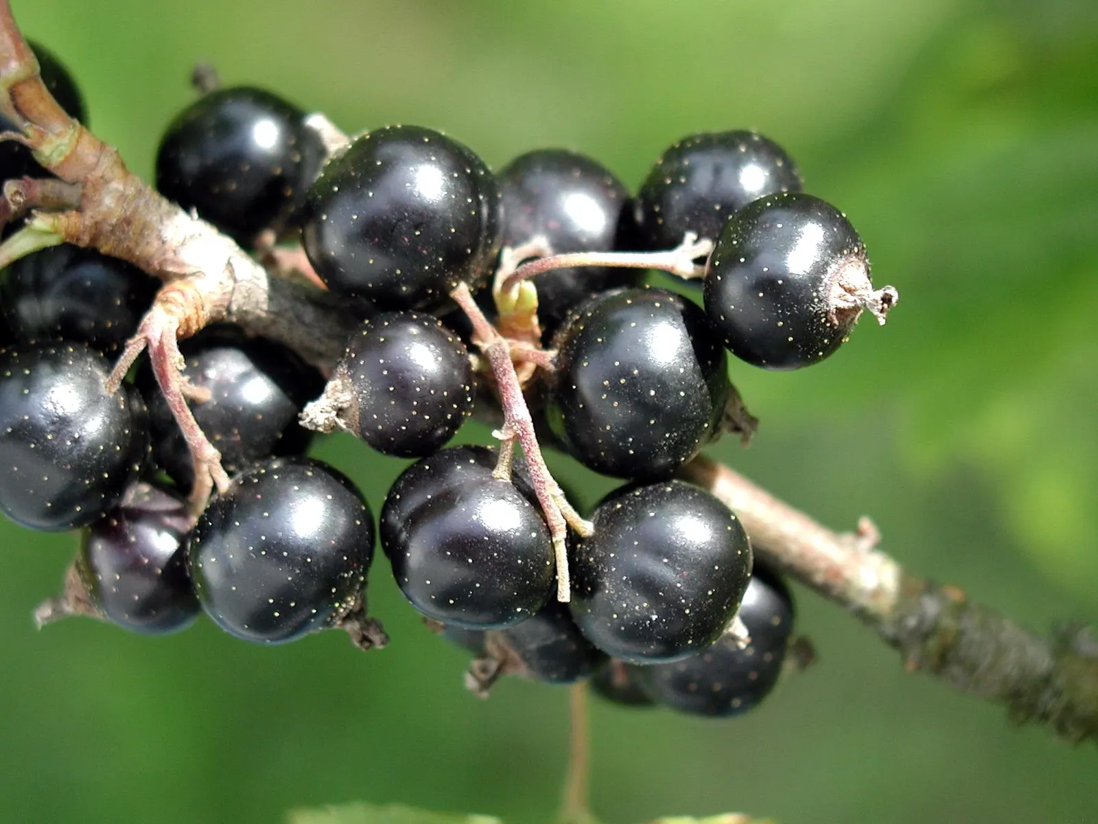 Blackcurrant (Ribes Nigrum) — The drooping strands of dark purple; hardy in zones 3-8, it reaches up to 5 feet tall and wide