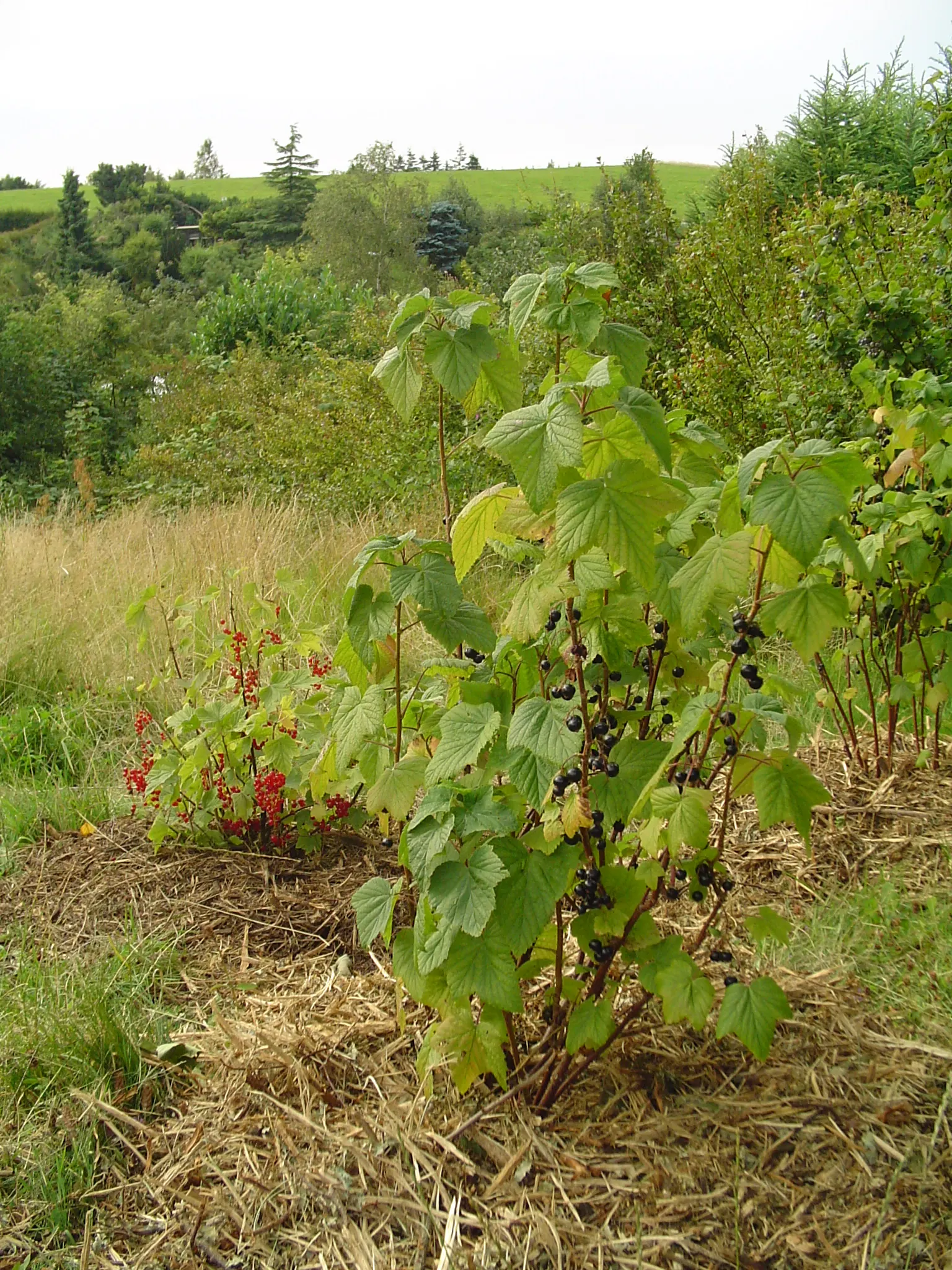 Blackcurrant (Ribes Nigrum) — The drooping strands of dark purple; hardy in zones 3-8, it reaches up to 5 feet tall and wide, image 60