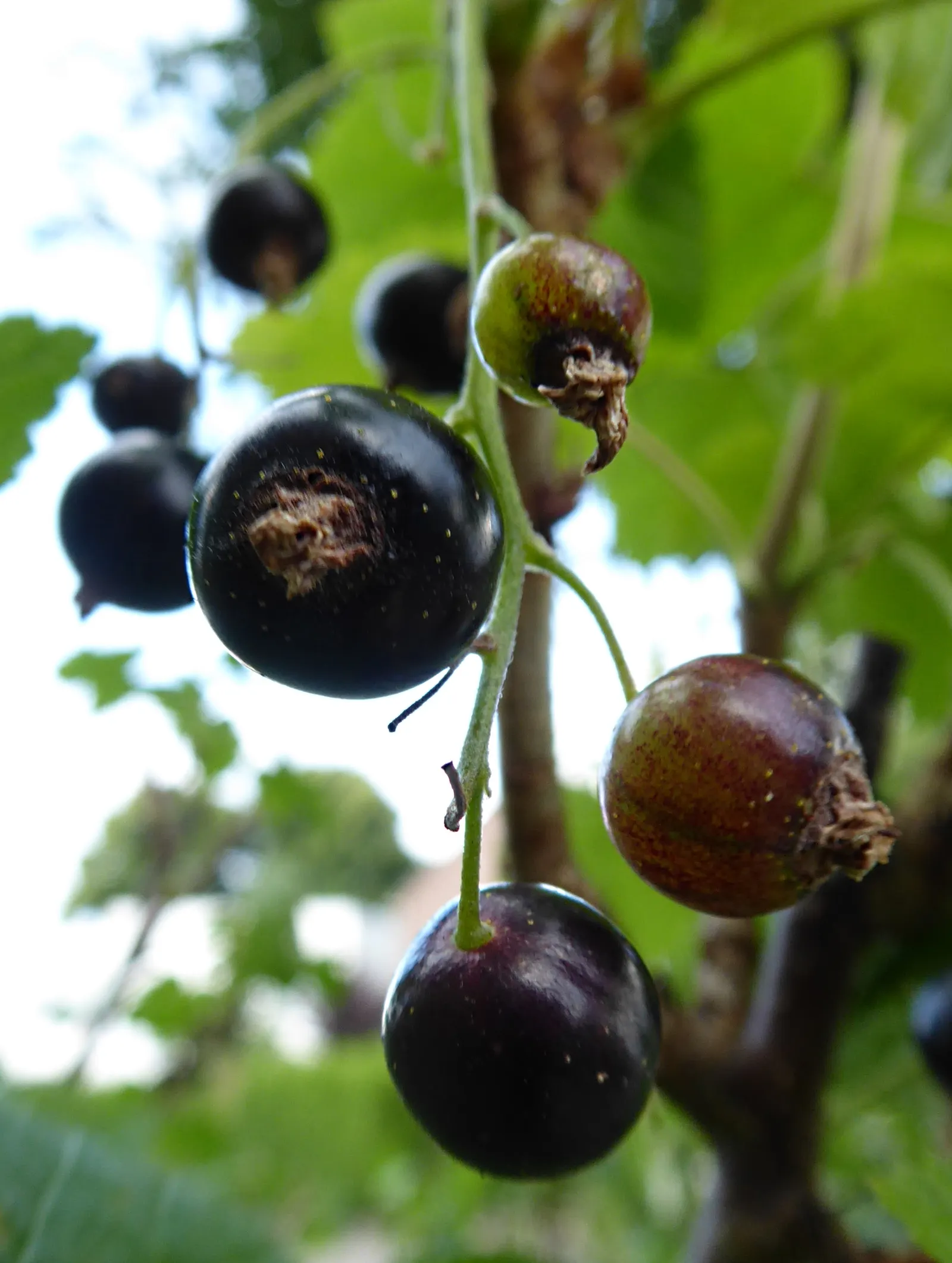 Blackcurrant (Ribes Nigrum) — setting the stage for the formation of the renowned blackcurrant fruit