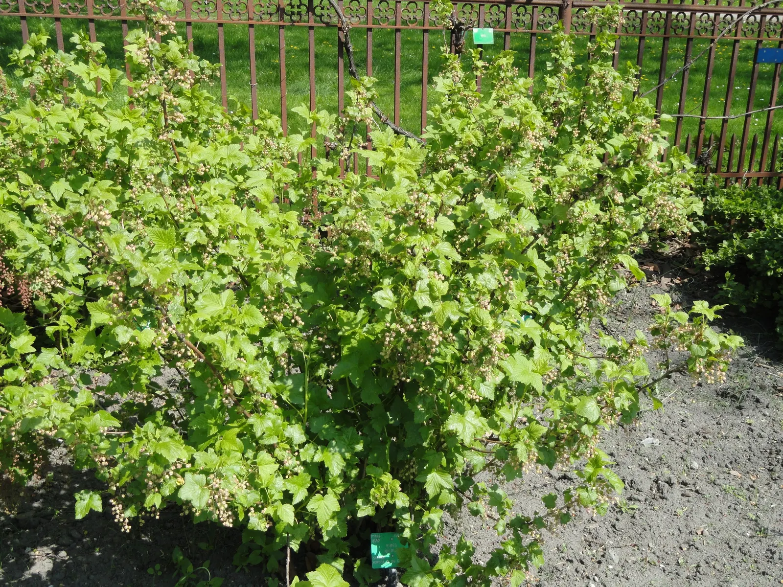 Blackcurrant (Ribes Nigrum) — Hardy in zones 3-8, it reaches up to 5 feet tall and wide; consider mass planting for a striking visual effect or incorporating