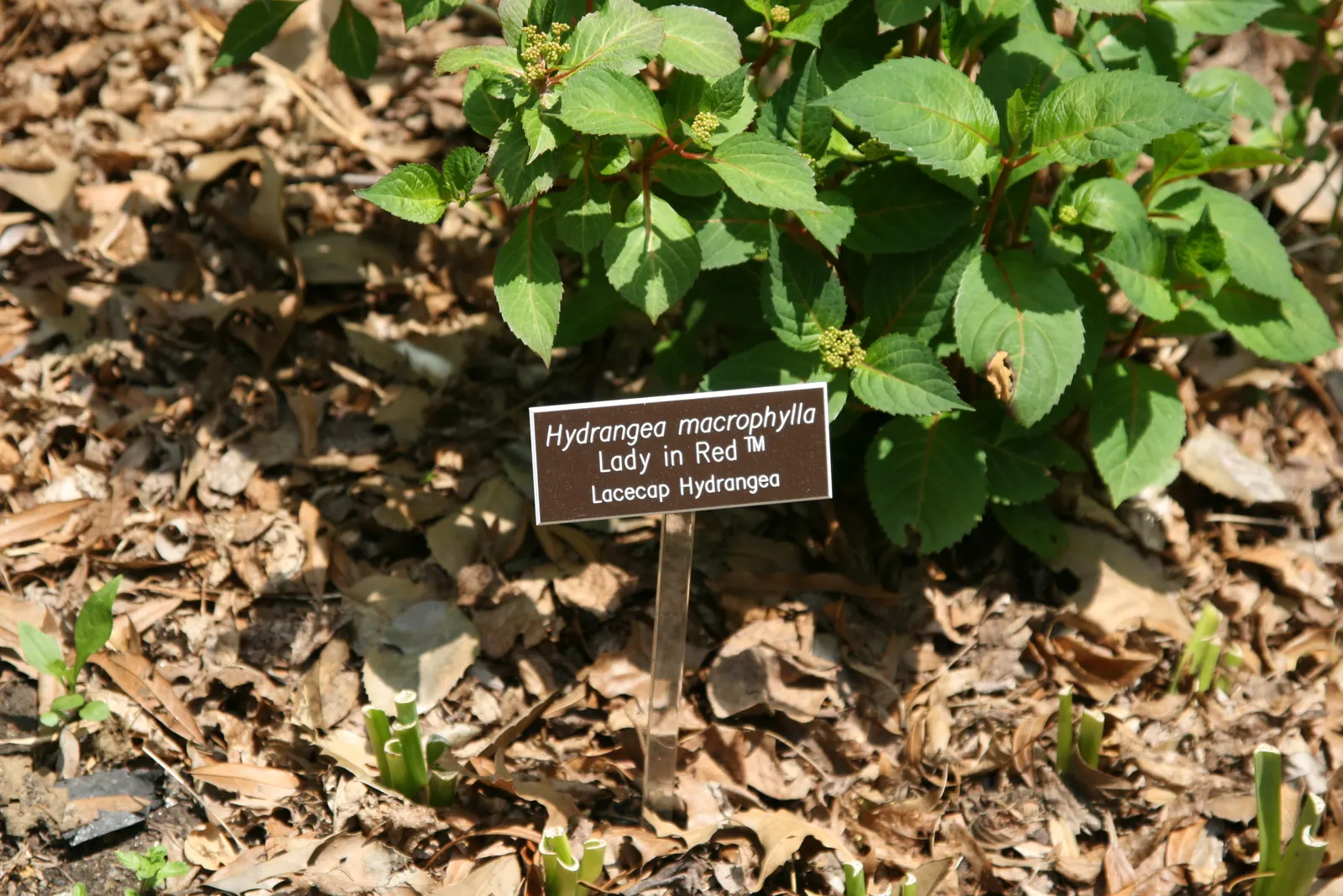 Lady In Red Hydrangea (Hydrangea Macrophylla 'Lady In Red') — Maturing at about 3 to 5 feet tall and wide, this deciduous shrub thrives in partial shade
