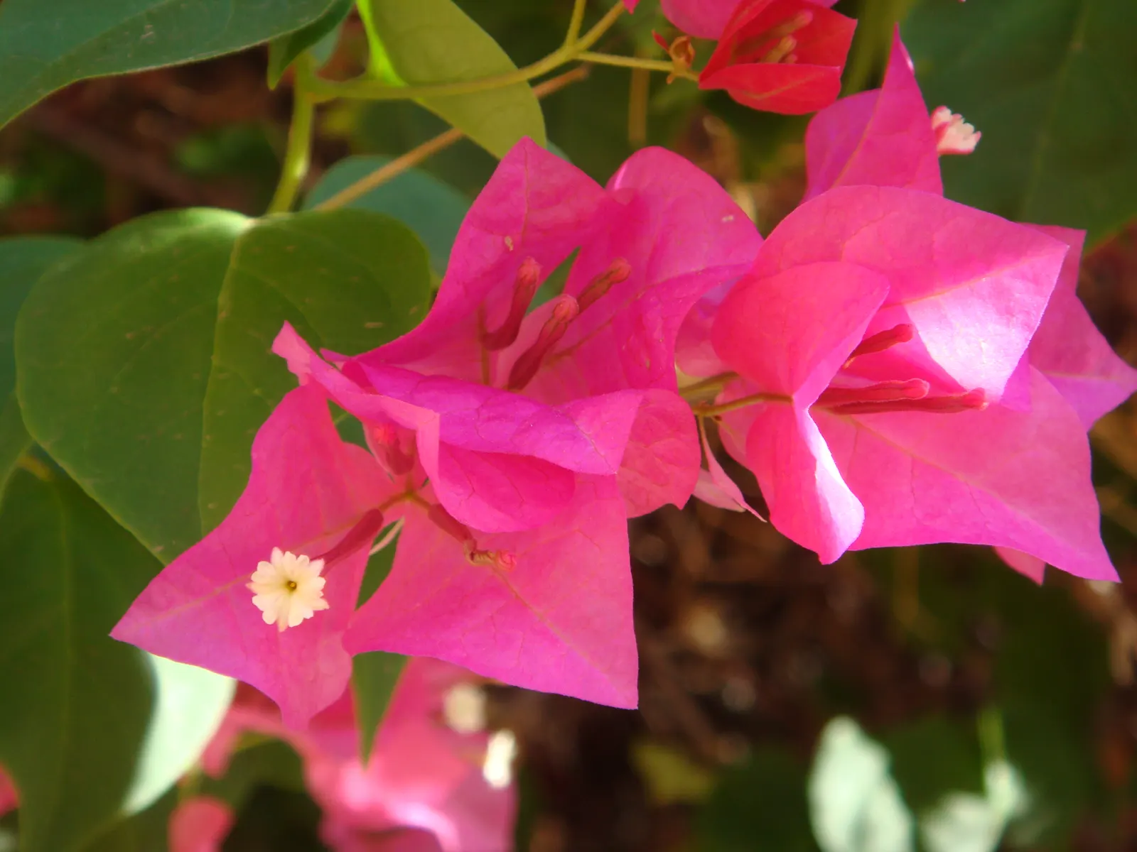 Barbara Karst Red Bougainvillea (Bougainvillea 'Barbara Karst') — The Bougainvillea 'Barbara Karst' is famed for its vibrant red bracts that flourish
