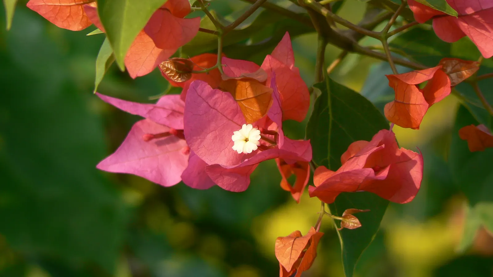 Barbara Karst Red Bougainvillea (Bougainvillea 'Barbara Karst') — A fast-growing vine, it can extend up to 20 feet, needing support structures