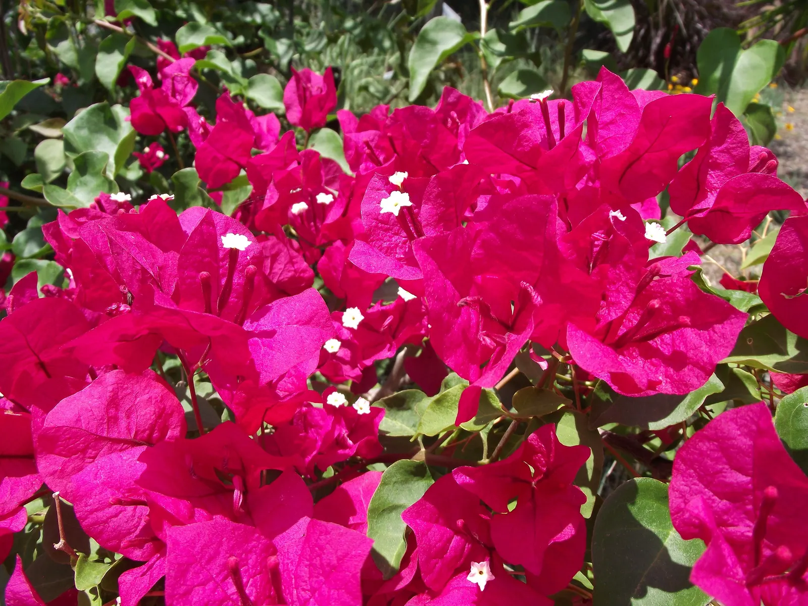 Barbara Karst Red Bougainvillea (Bougainvillea 'Barbara Karst') — Thriving in USDA zones 9-11, it requires full sun and well-drained soil