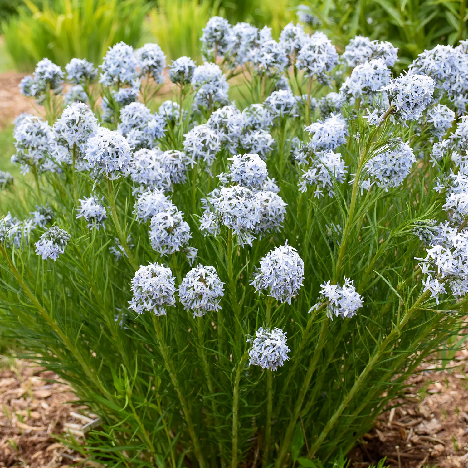 String Theory Blue Star (Amsonia hybrid) — Thrives in most gardens with little care; information and resources