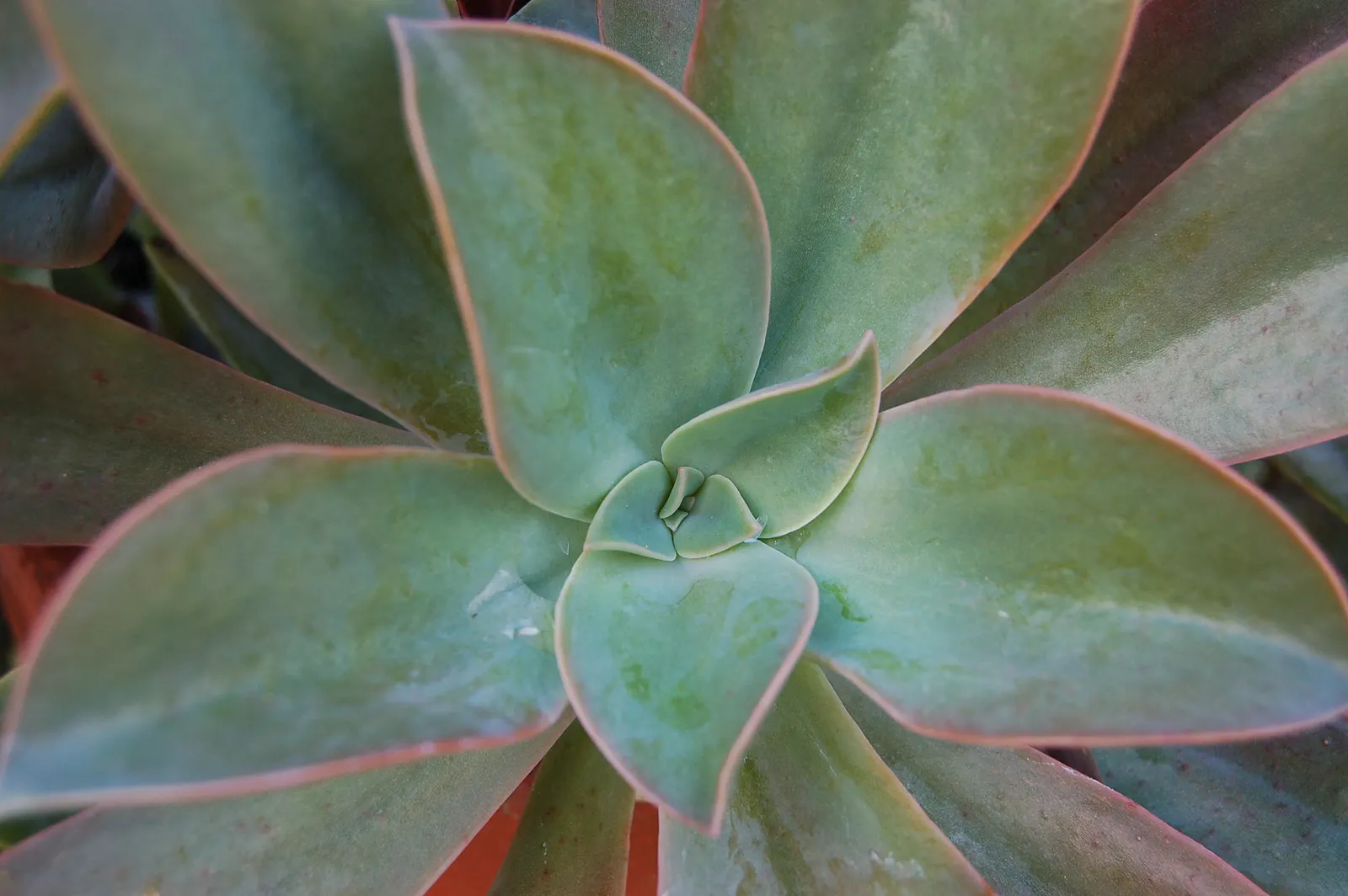 Fred Ives Graptoveria (Graptoveria 'Fred Ives') — Its large, fleshy leaves flaunt gradients of peach, pink, and gold with a soft, pastel finish