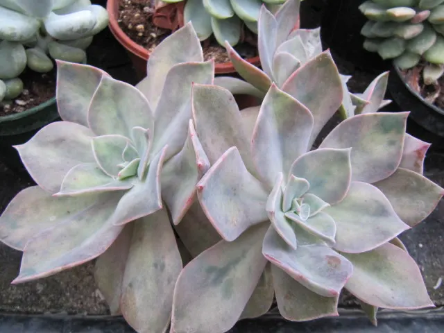 Fred Ives Graptoveria (Graptoveria 'Fred Ives') — Ideal for zones 9-11 and thrives in well-draining soil with full to partial sun exposure