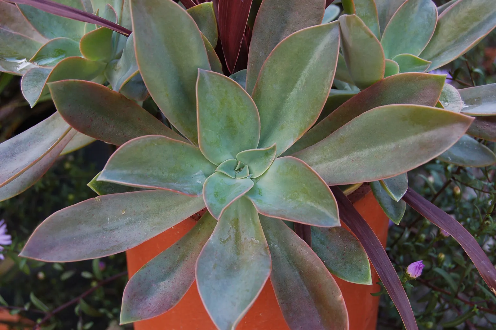 Fred Ives Graptoveria (Graptoveria 'Fred Ives') — The Graptoveria 'Fred Ives' is a stunning succulent, showcasing a rosette formation up to 8 inches in diameter