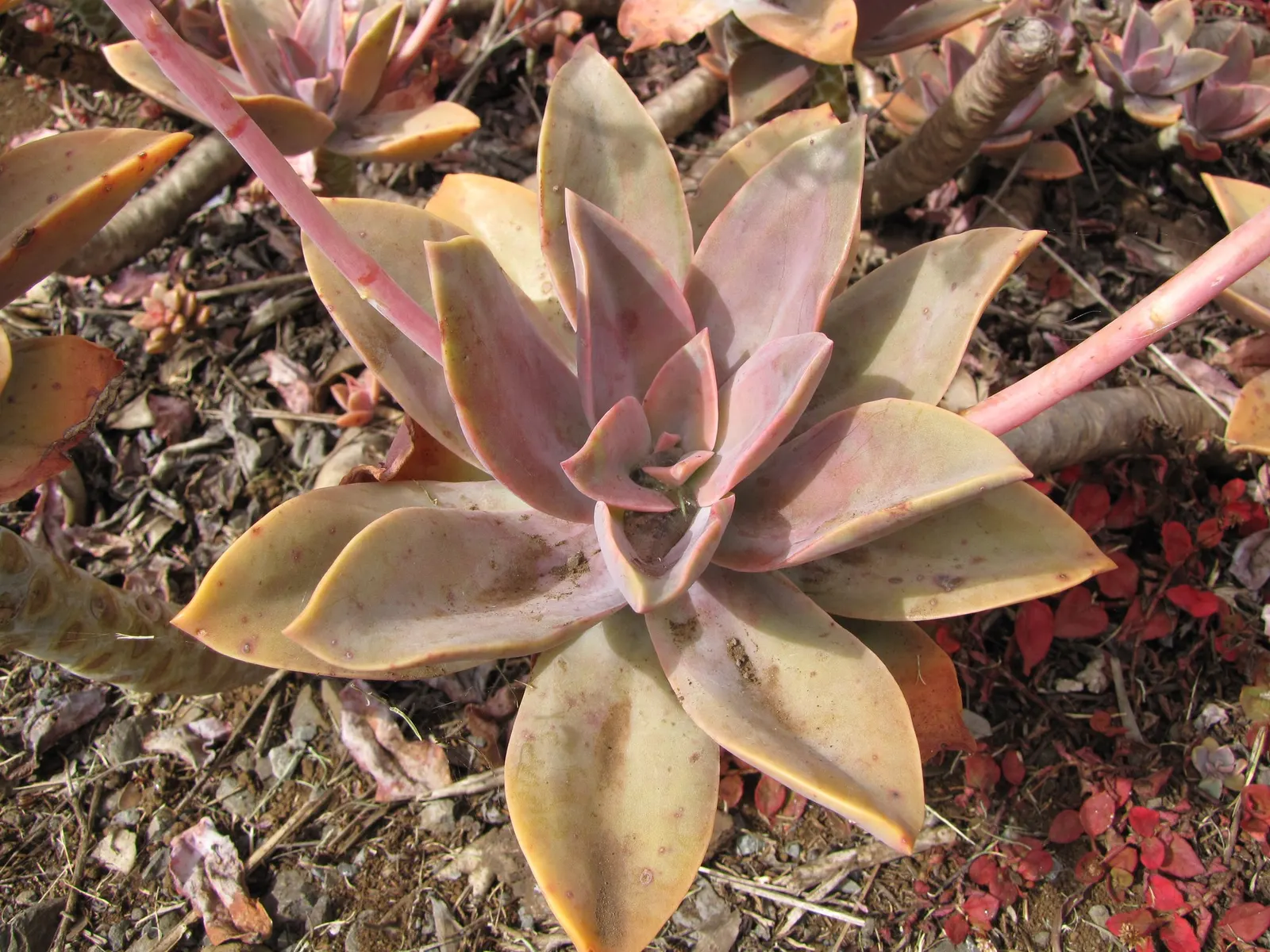 Fred Ives Graptoveria (Graptoveria 'Fred Ives') — from peachy pinks to dusty purples