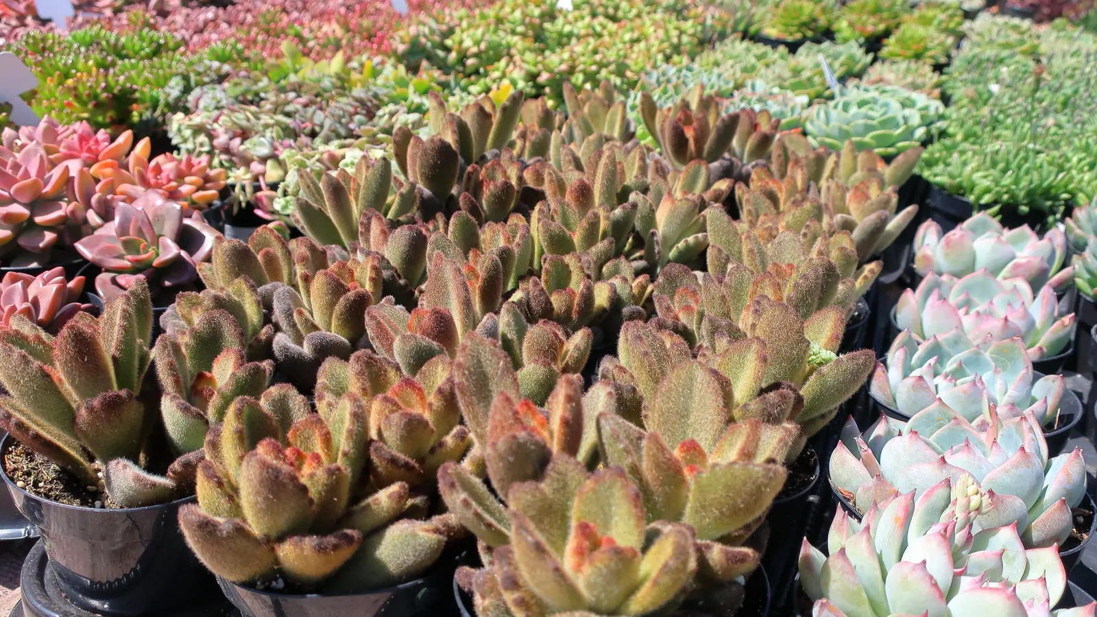 Fred Ives Graptoveria (Graptoveria 'Fred Ives') — forms sizable rosettes that can reach up to 8 inches in diameter with a similar spread