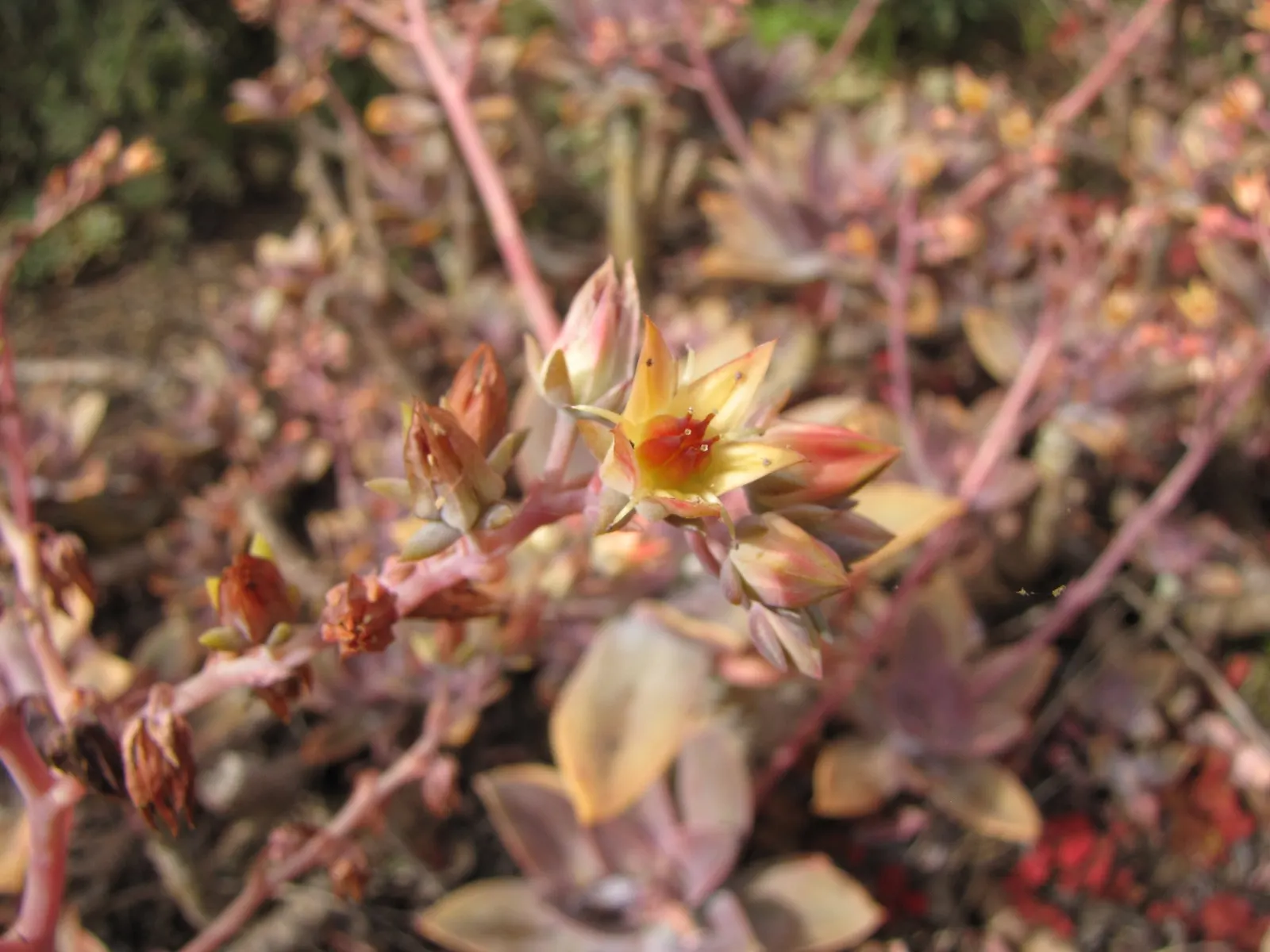 Fred Ives Graptoveria (Graptoveria 'Fred Ives') — depending on the amount of sunlight it receives