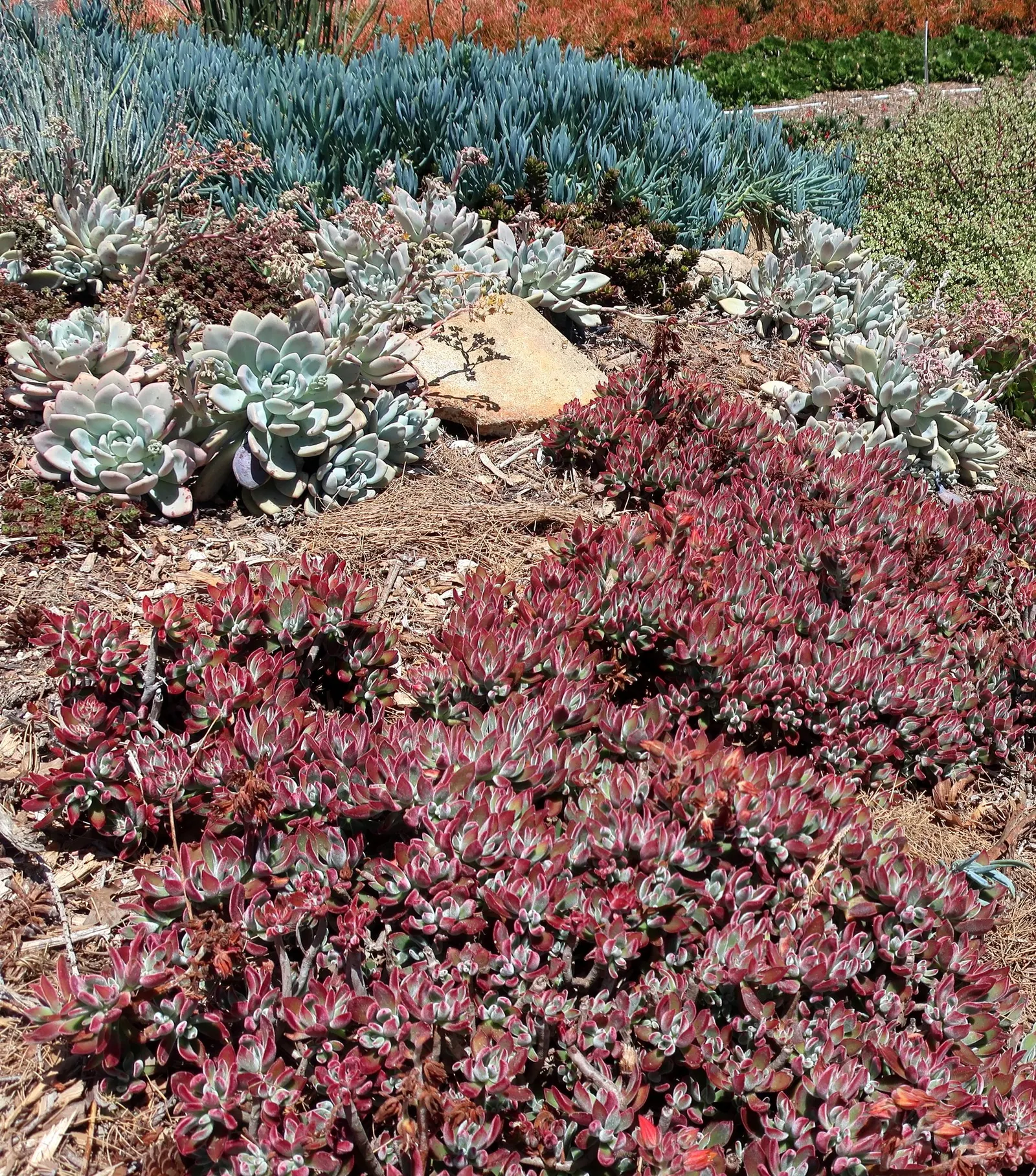 Fred Ives Graptoveria (Graptoveria 'Fred Ives') — Low water needs make it a standout, low-maintenance choice for modern and drought-tolerant landscapes