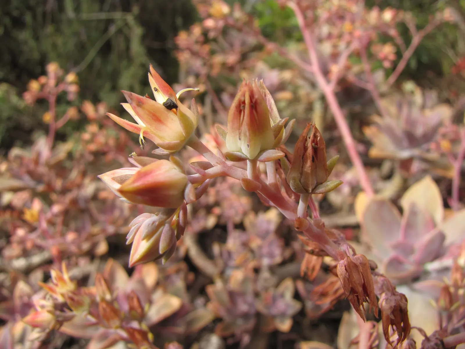 Fred Ives Graptoveria (Graptoveria 'Fred Ives') — a cross between Graptopetalum paraguayense and Echeveria gibbiflora