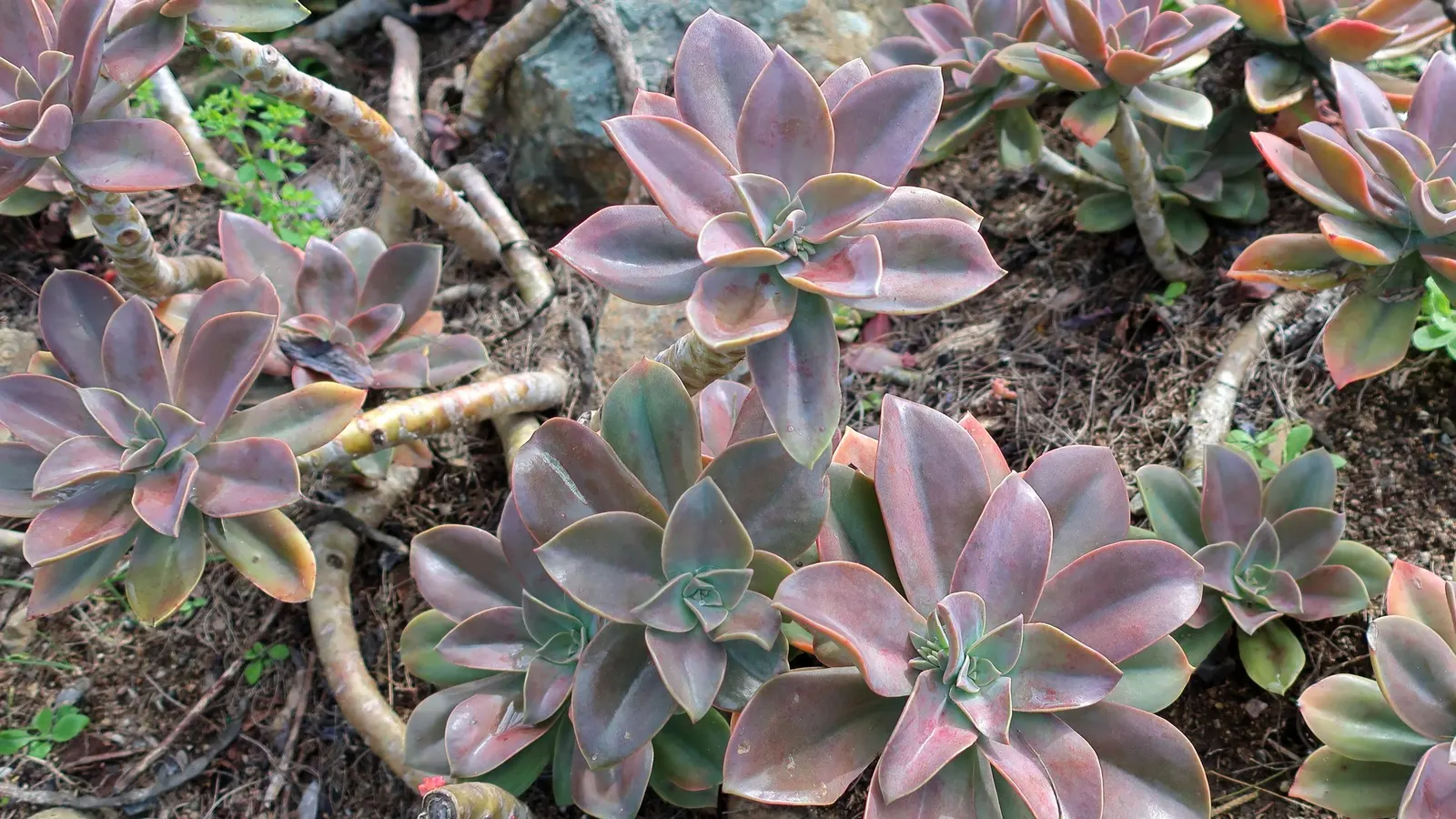Fred Ives Graptoveria (Graptoveria 'Fred Ives') — are a compelling textural element in any garden design.<br><br>Notably low maintenance