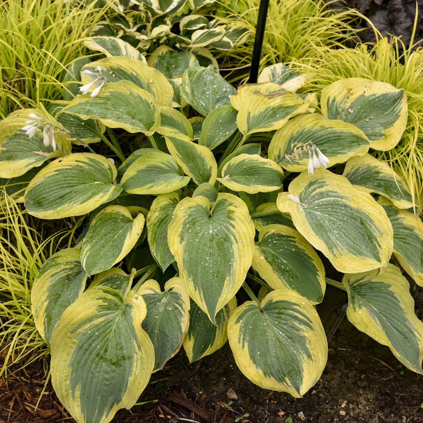 'Chance Encounter' Hosta (Hosta hybrid) — accented by a subtle halo effect