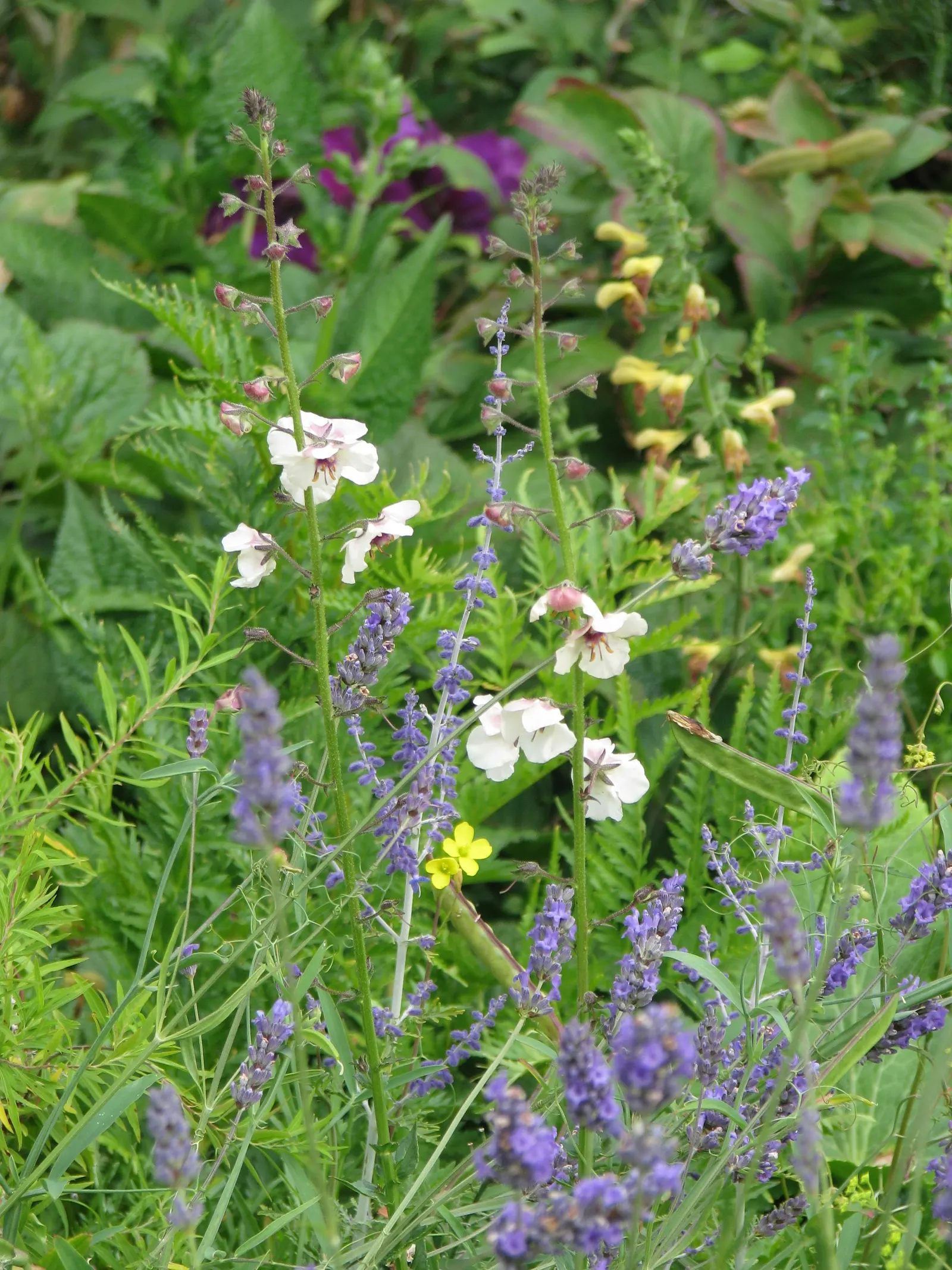 Blue Spire Russian Sage (Perovskia 'Blue Spire') — Perovskia 'Blue Spire' is a striking perennial, loved for its silvery foliage and lavender-blue flowers