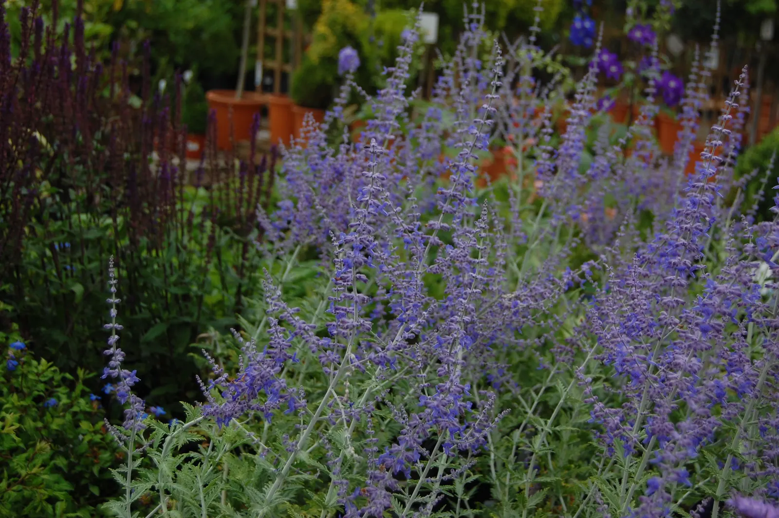 Blue Spire Russian Sage (Perovskia 'Blue Spire') — Standing 3-5 feet tall with a spread of 2-4 feet, it thrives in full sun and well-drained soil