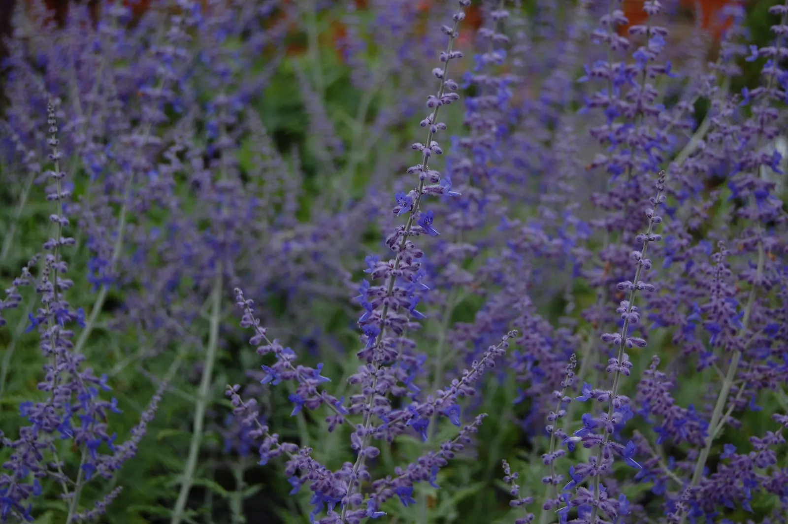 Blue Spire Russian Sage (Perovskia 'Blue Spire') — drought-resistant Russian Sage blooms from mid-summer to fall