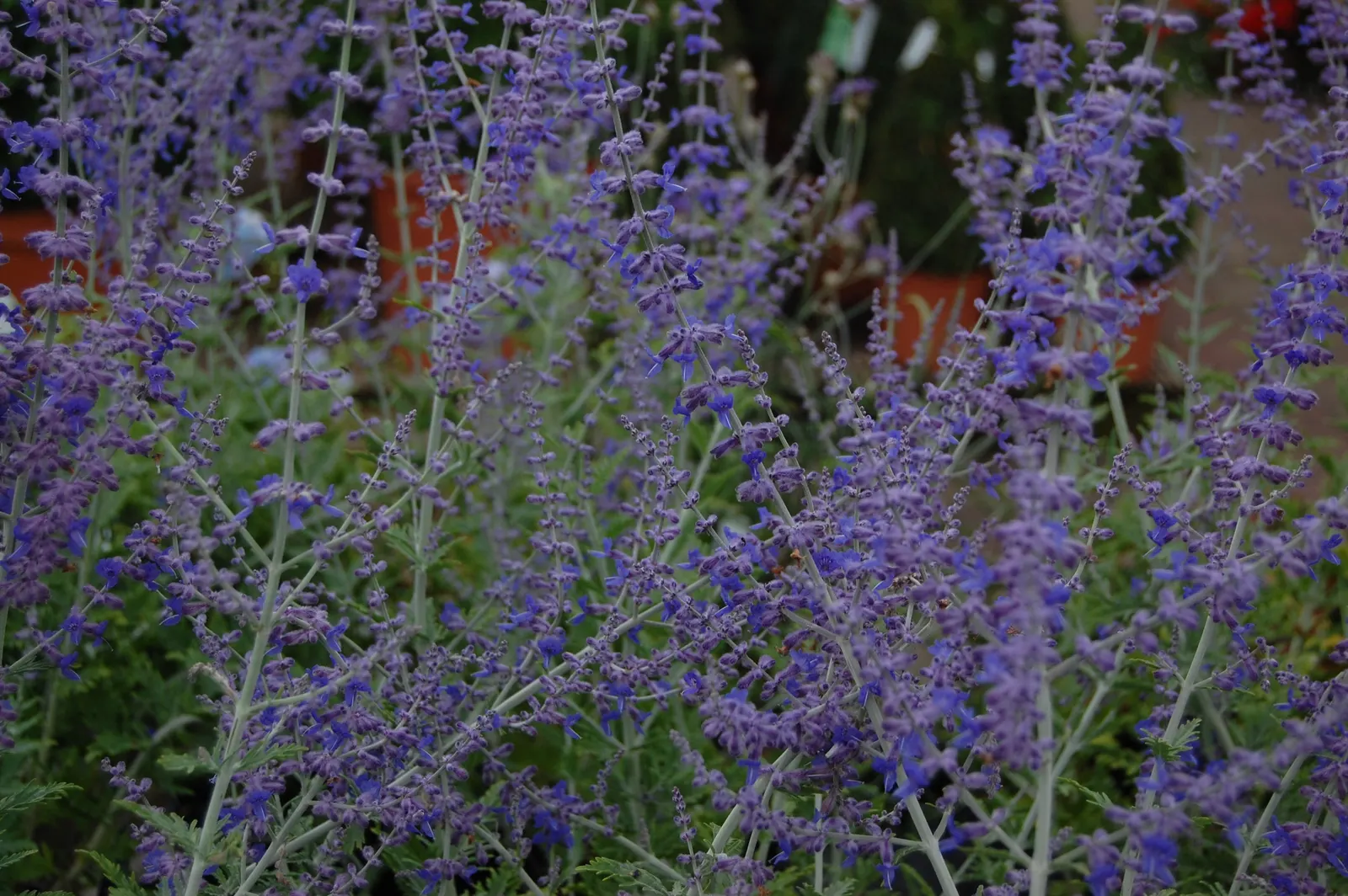 Blue Spire Russian Sage (Perovskia 'Blue Spire') — attracting pollinators while resisting deer