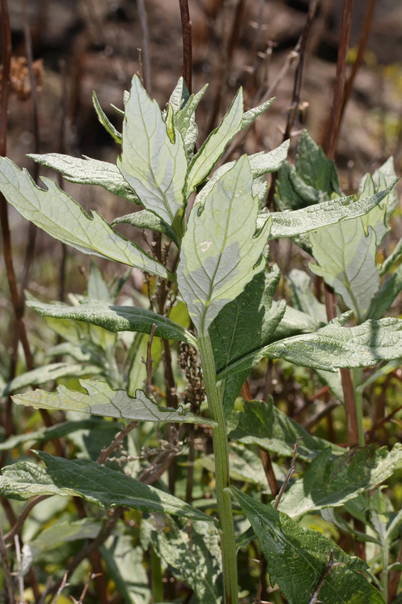 Coastal Sagewort (Artemisia Pycnocephala 'David's Choice') — silvery-gray foliage and a mounding habit